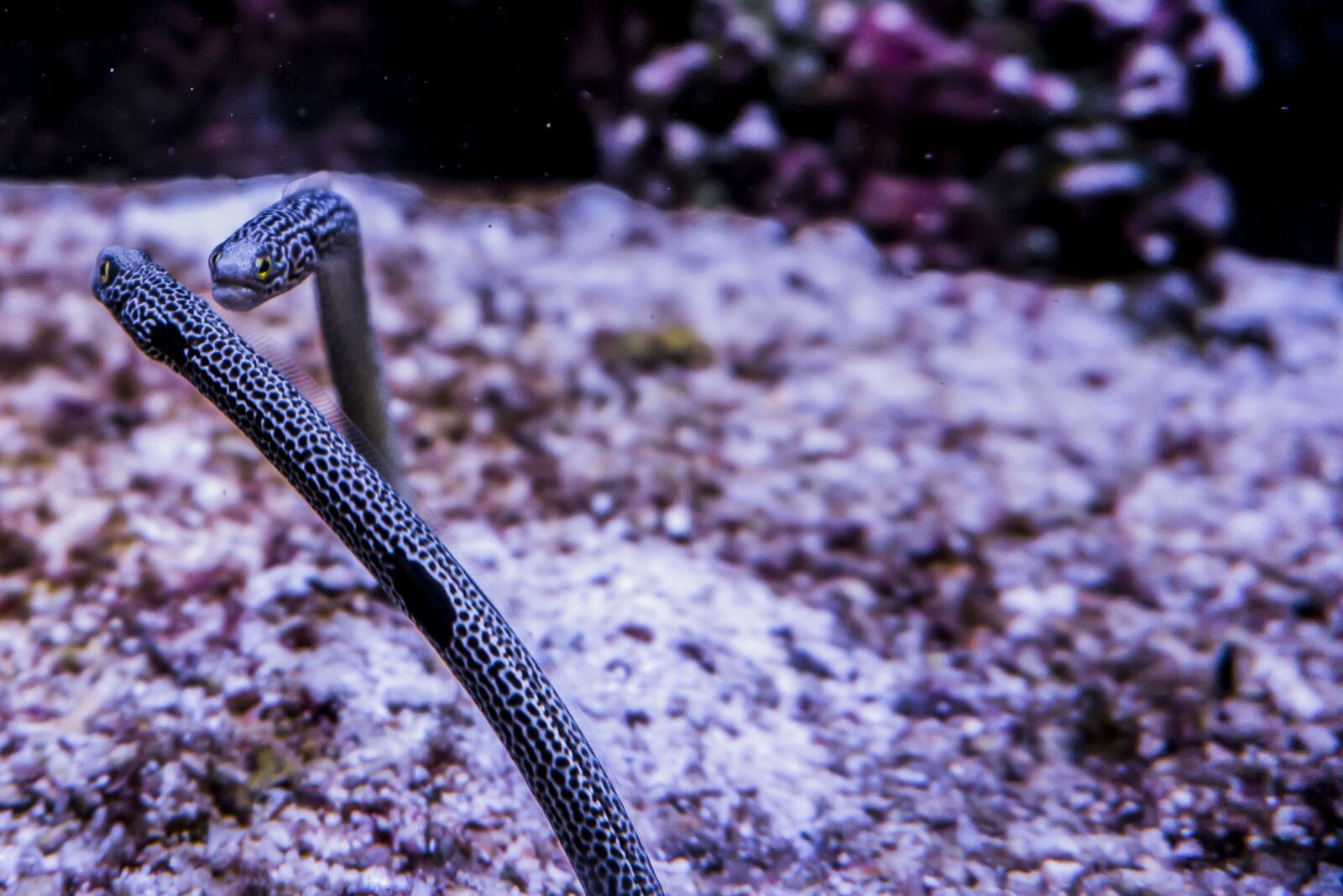 Sony a6000 sample photo. Garden eels, salt water photography