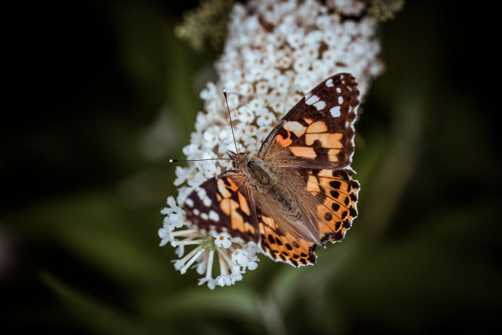 Nikon D750 sample photo. Butterfly, edelfalter, orange photography