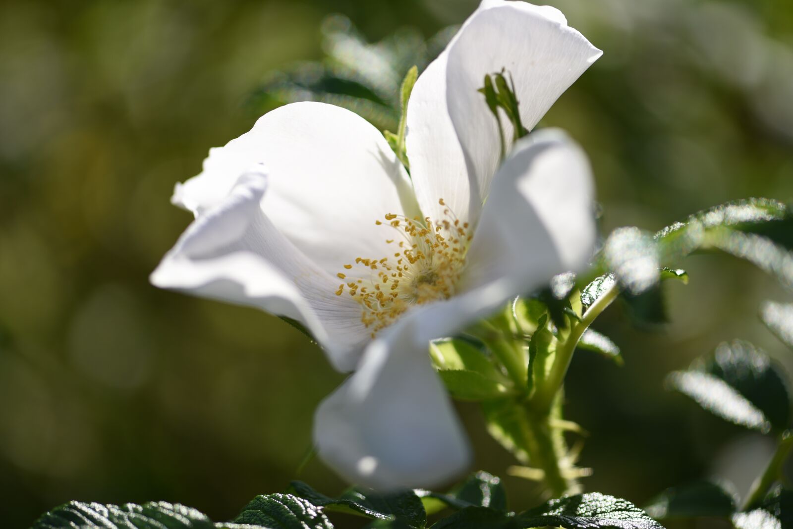 Nikon D750 sample photo. Rose, white, bloom photography