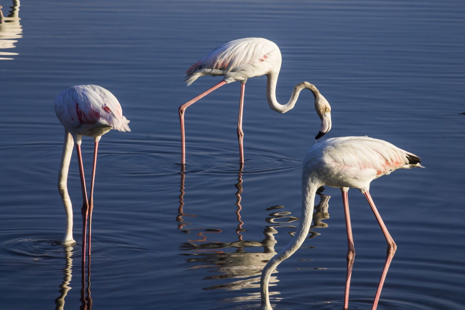 Canon EOS 1100D (EOS Rebel T3 / EOS Kiss X50) sample photo. Birds, wild animals, flamingo photography
