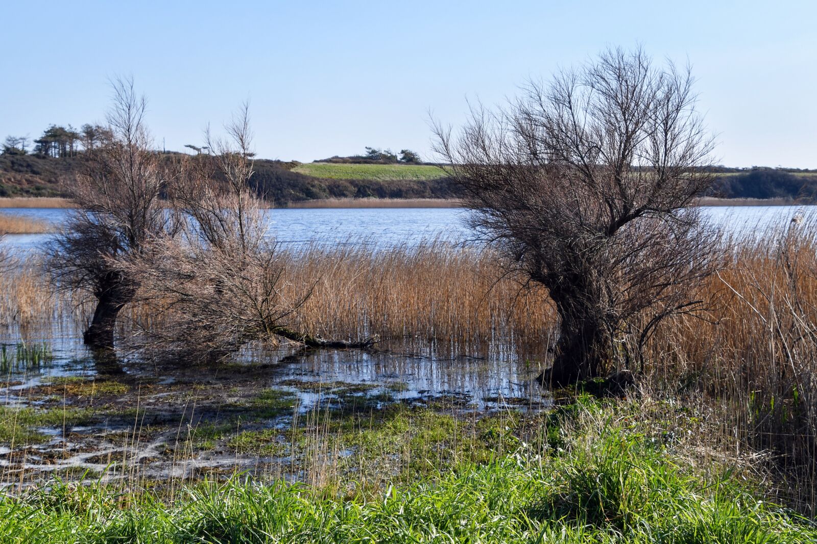 Nikon D500 sample photo. Pond, body of water photography