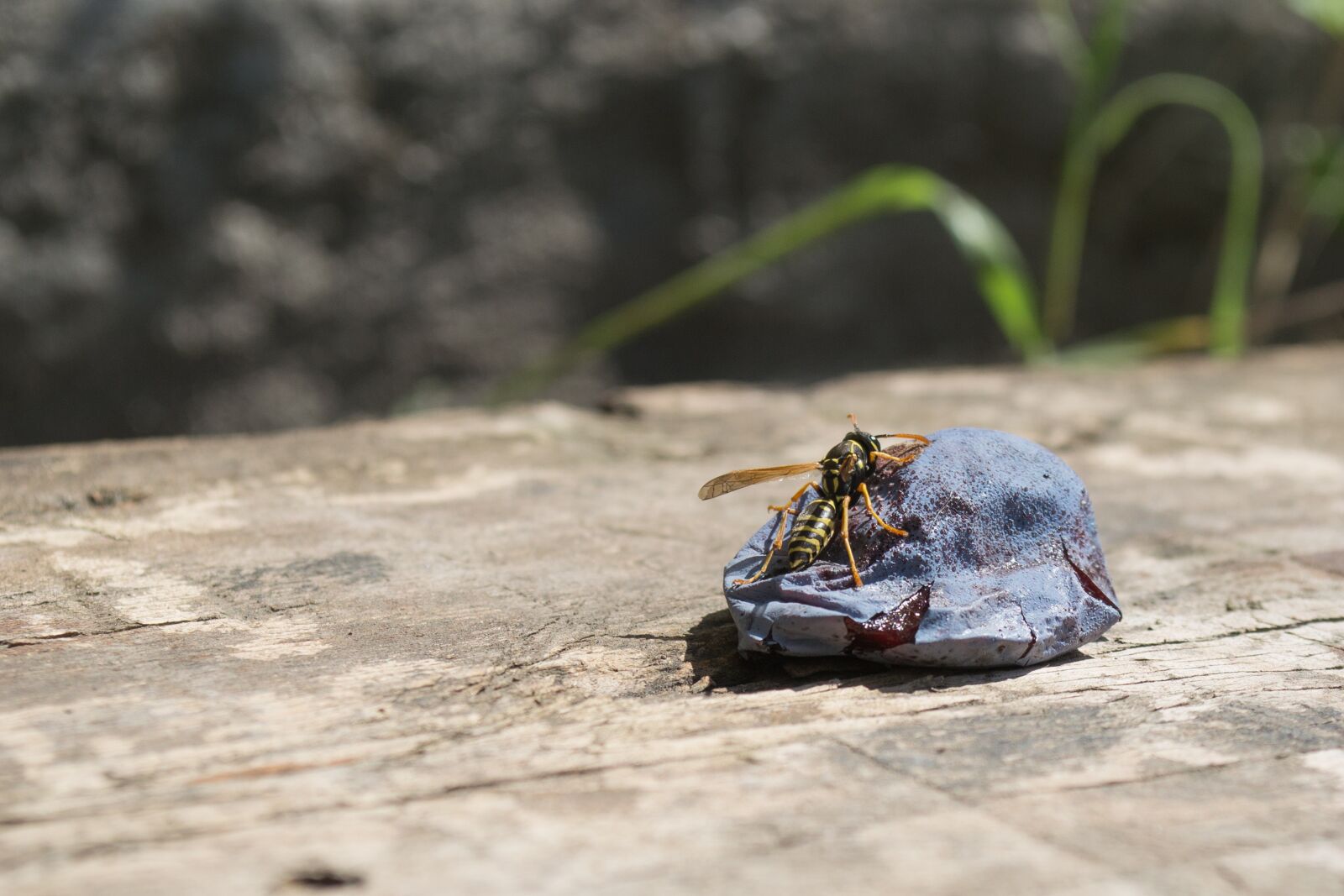 Nikon D3100 sample photo. Wasp, plum, fruit photography