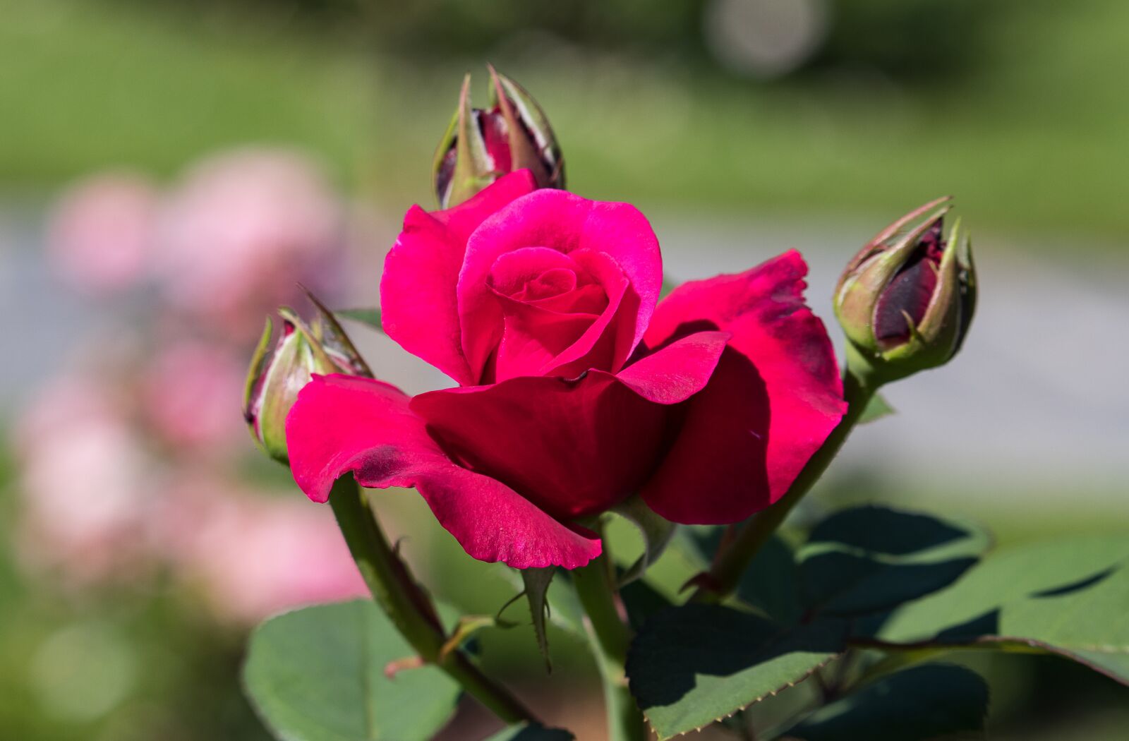 Canon EF-S 55-250mm F4-5.6 IS STM sample photo. Rose, flower, plant photography