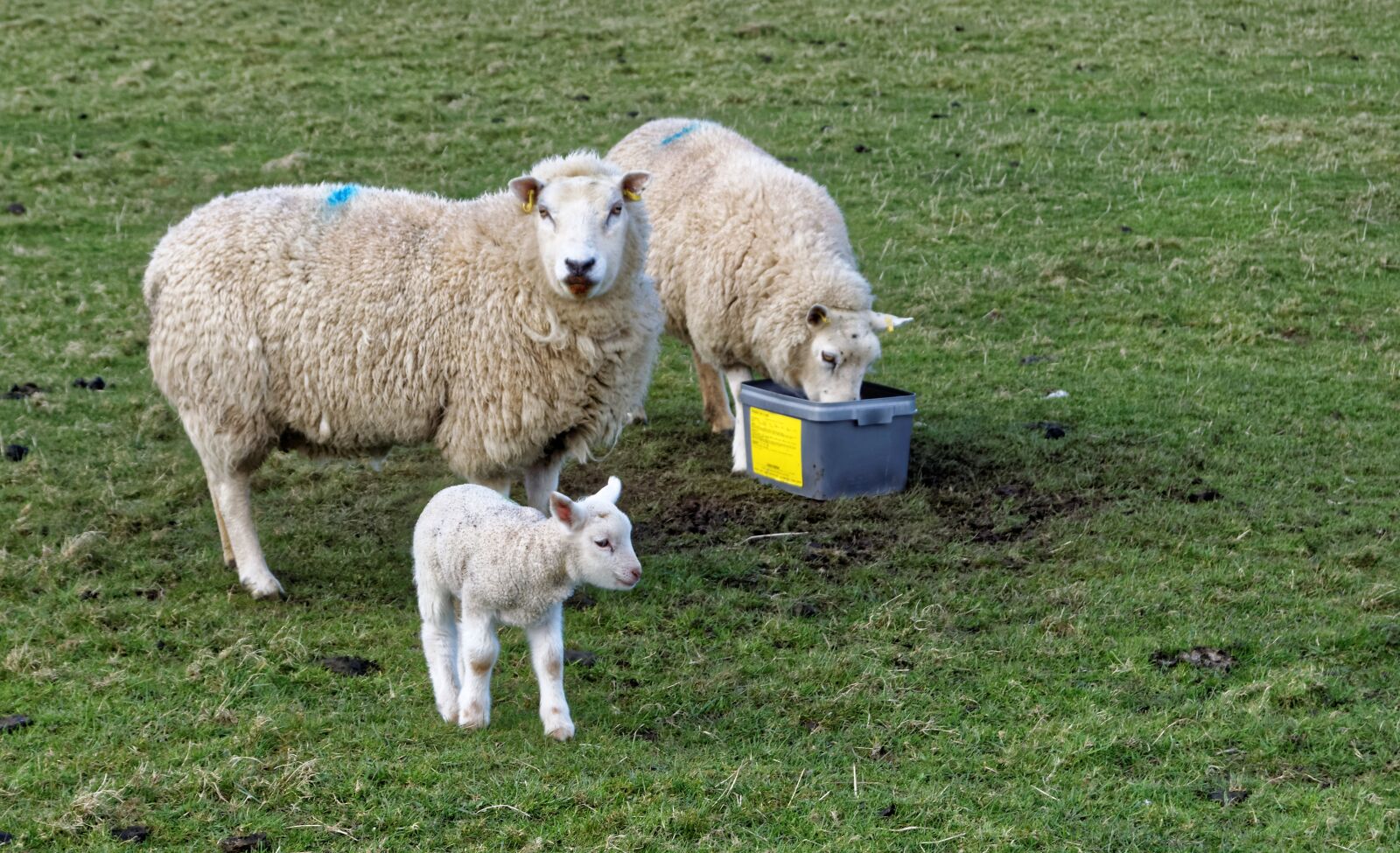 Nikon D3300 sample photo. Lamb, sheep, grass photography
