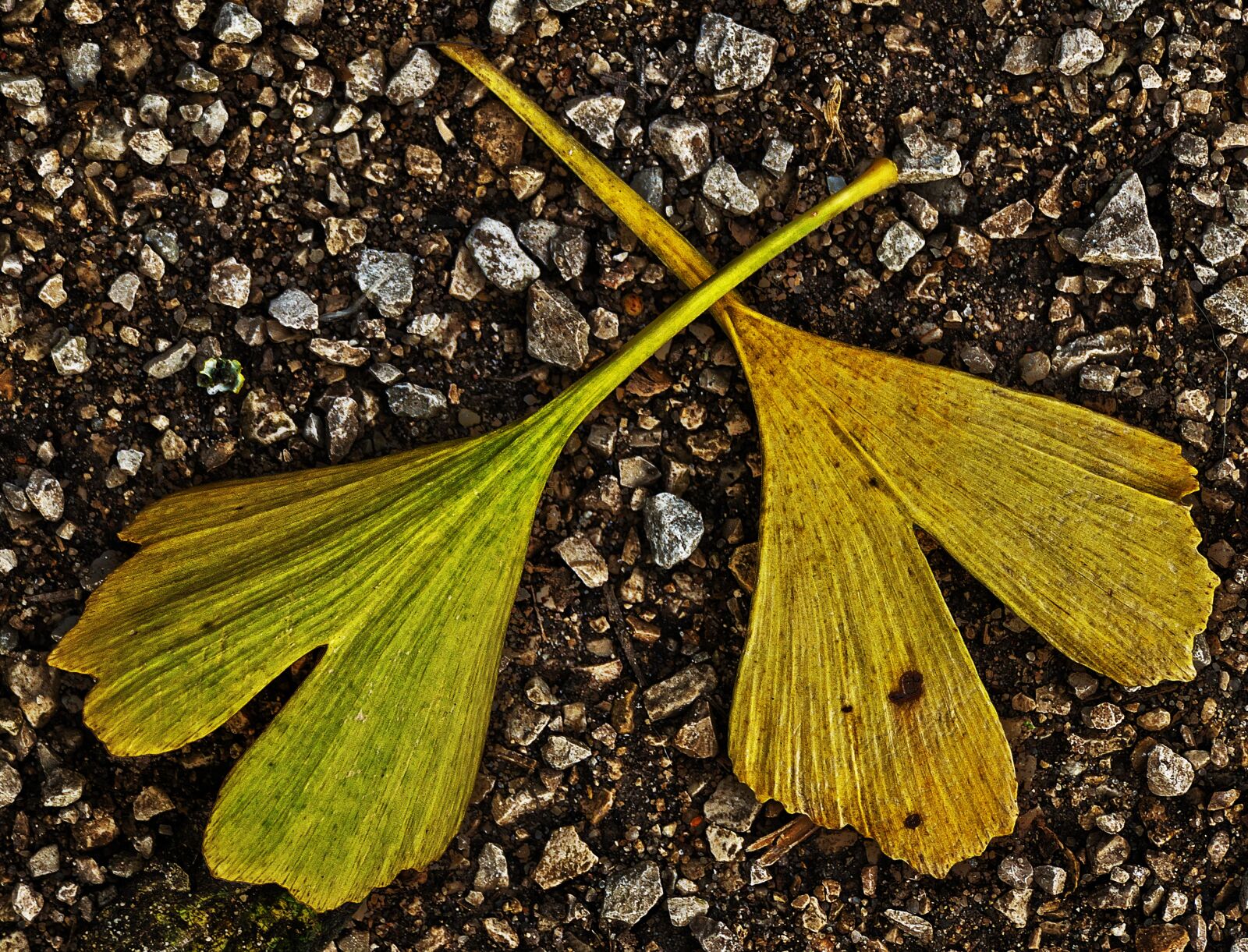 Panasonic Lumix DMC-FZ1000 sample photo. Leaf, gingko leaf, gravel photography