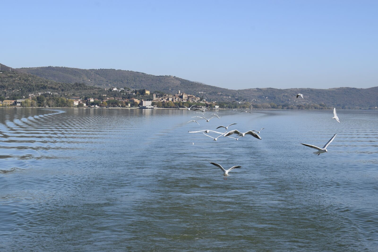 Nikon D3300 sample photo. Trasimeno, seagulls, the greater photography