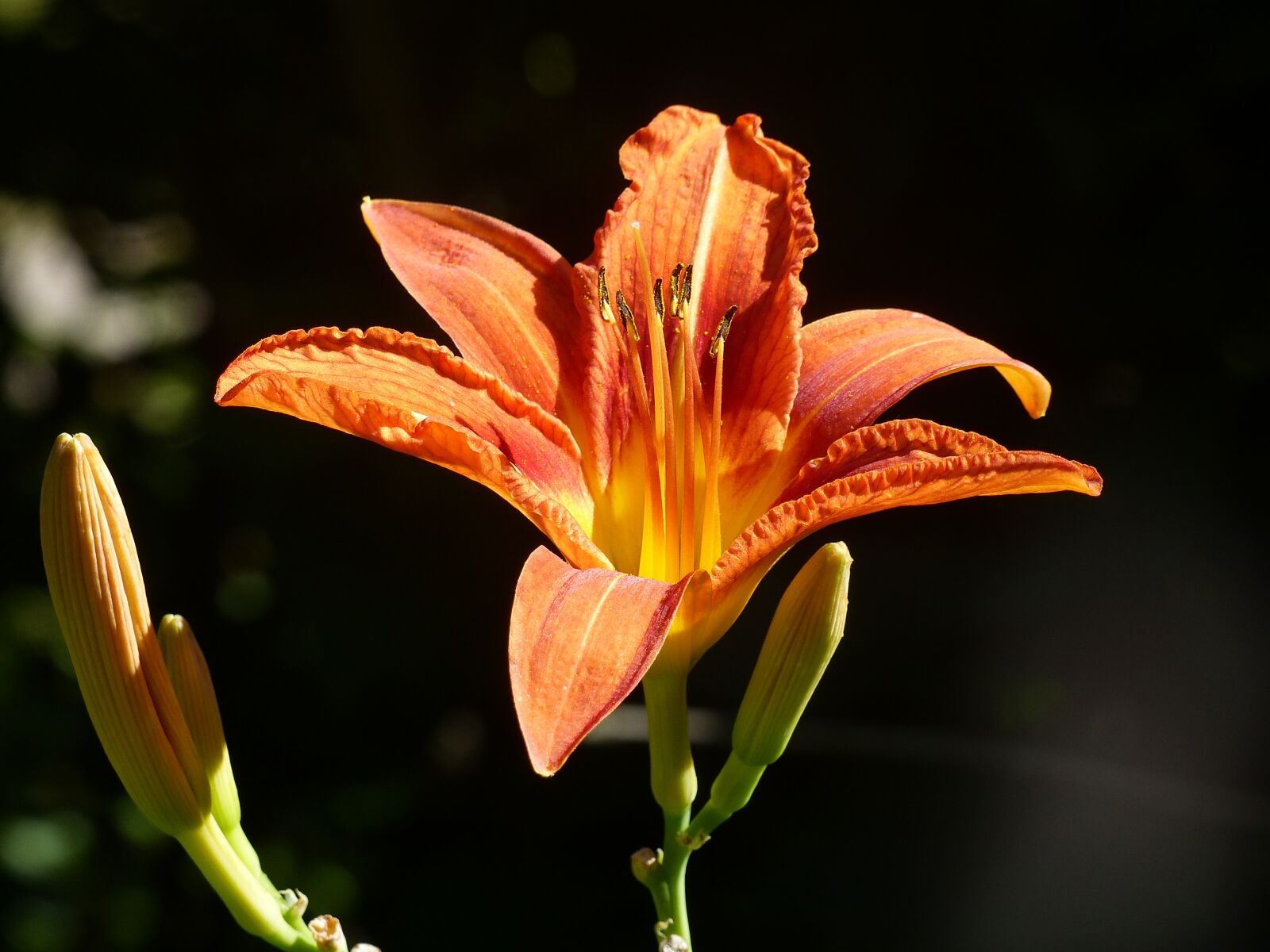 Panasonic Lumix DMC-FZ200 sample photo. Daylily, flower, garden photography