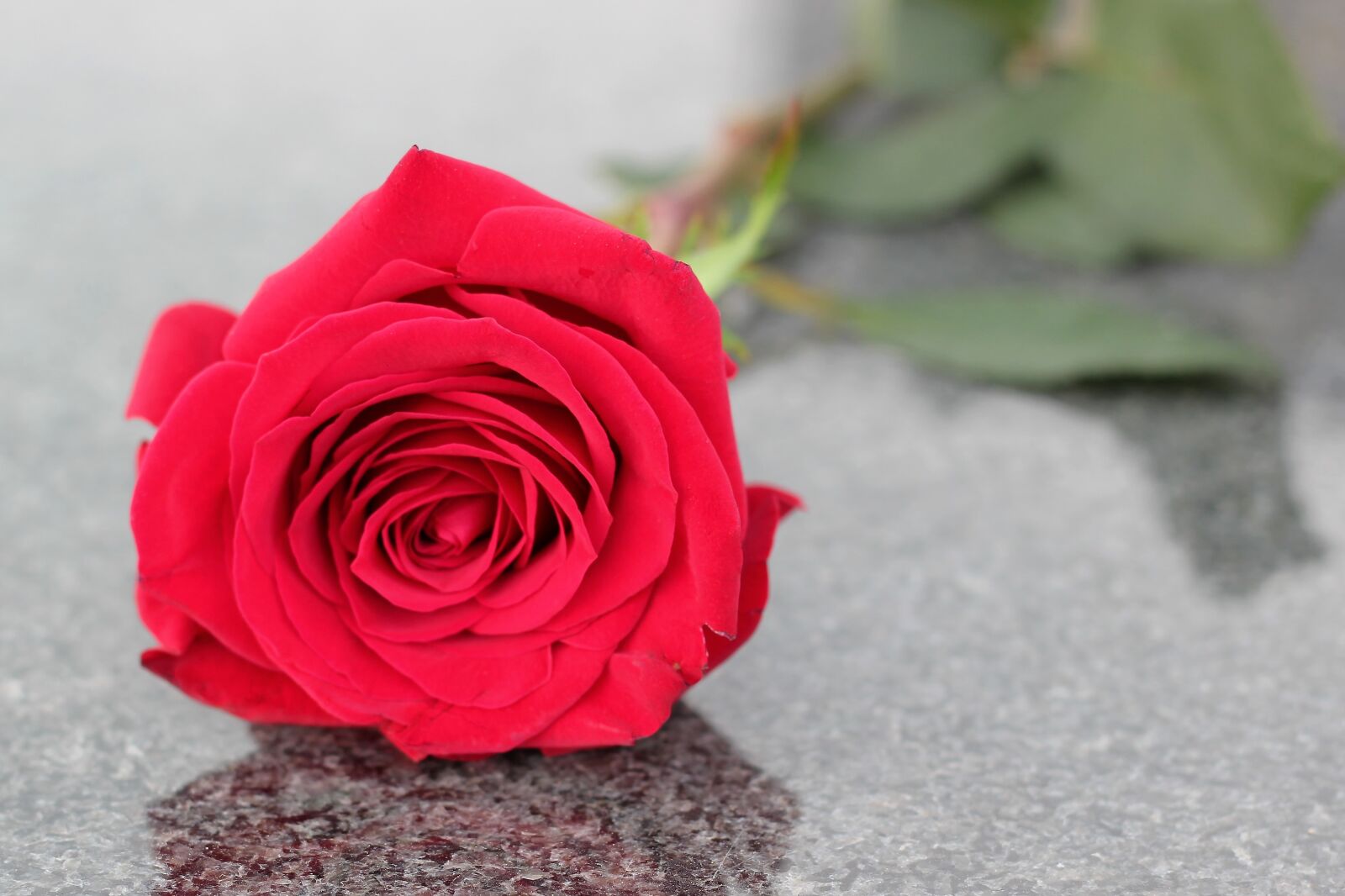 Canon EOS 550D (EOS Rebel T2i / EOS Kiss X4) sample photo. Red rose, flower, love photography