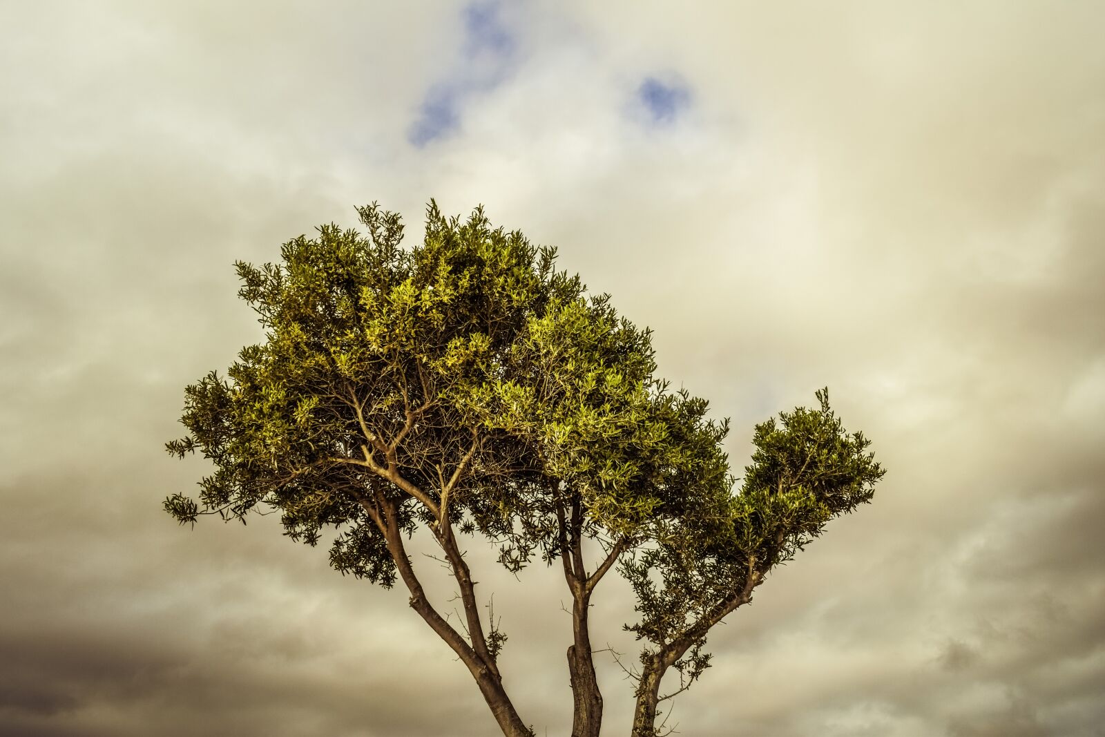 Nikon D3300 sample photo. Tree, branch, sky photography