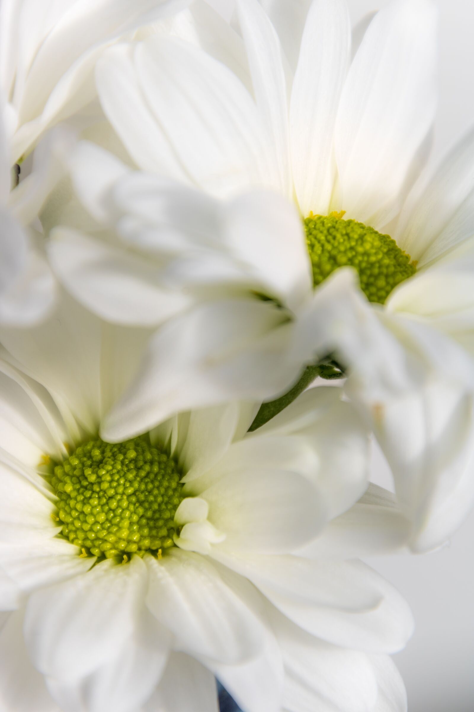 Canon EOS 750D (EOS Rebel T6i / EOS Kiss X8i) sample photo. Nature, blossom, bloom photography
