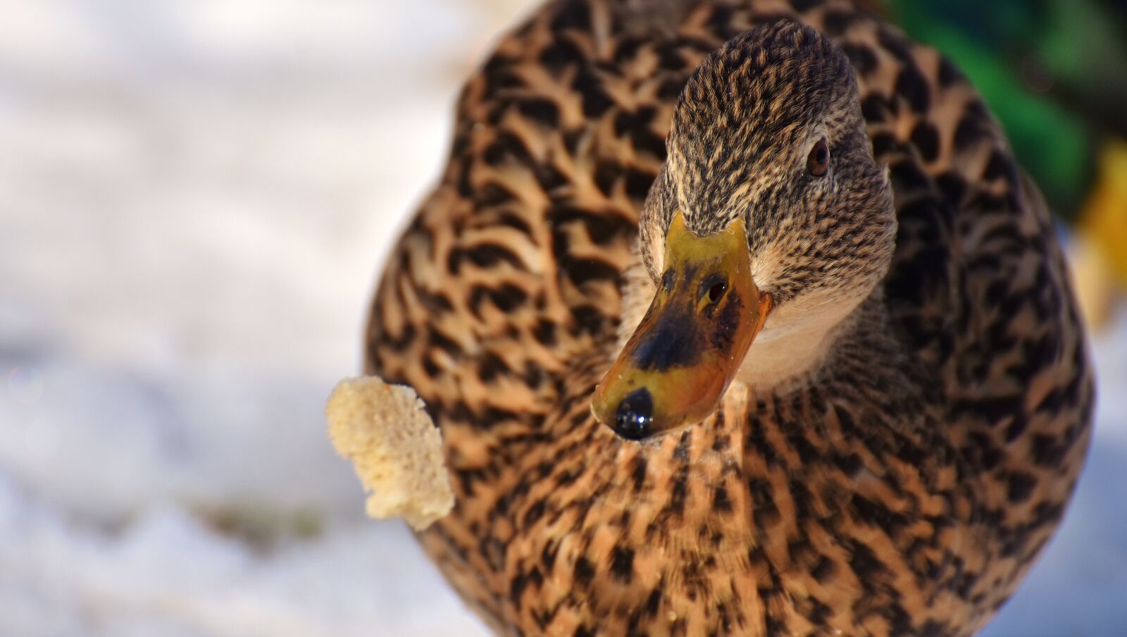 Nikon D7200 sample photo. Duck, mallard, eat photography