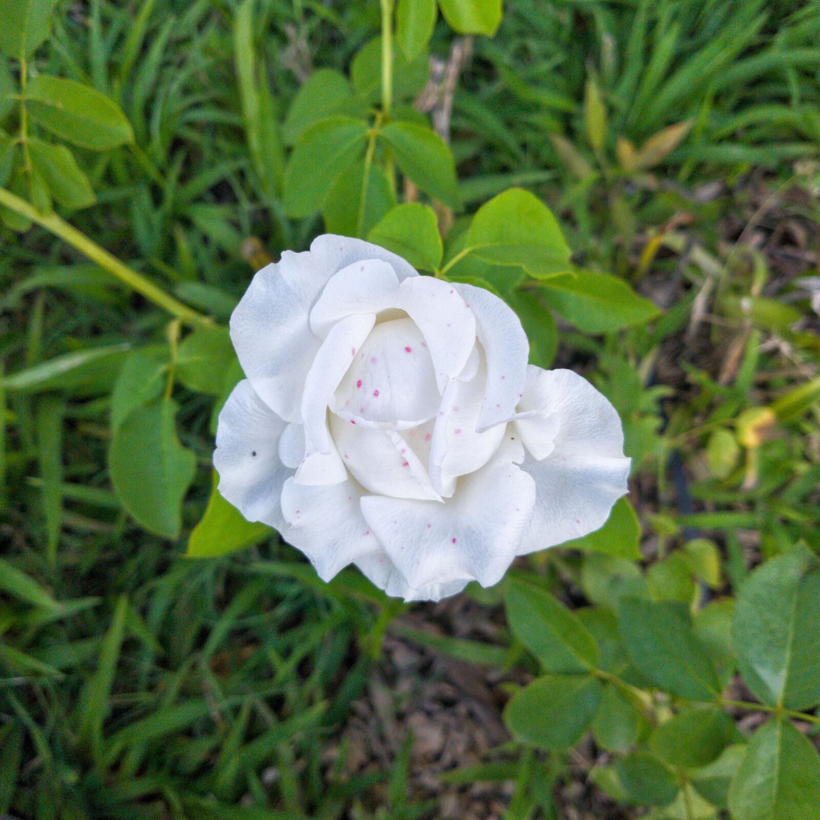 Samsung Galaxy S7 Edge sample photo. Flower, flora, nature photography