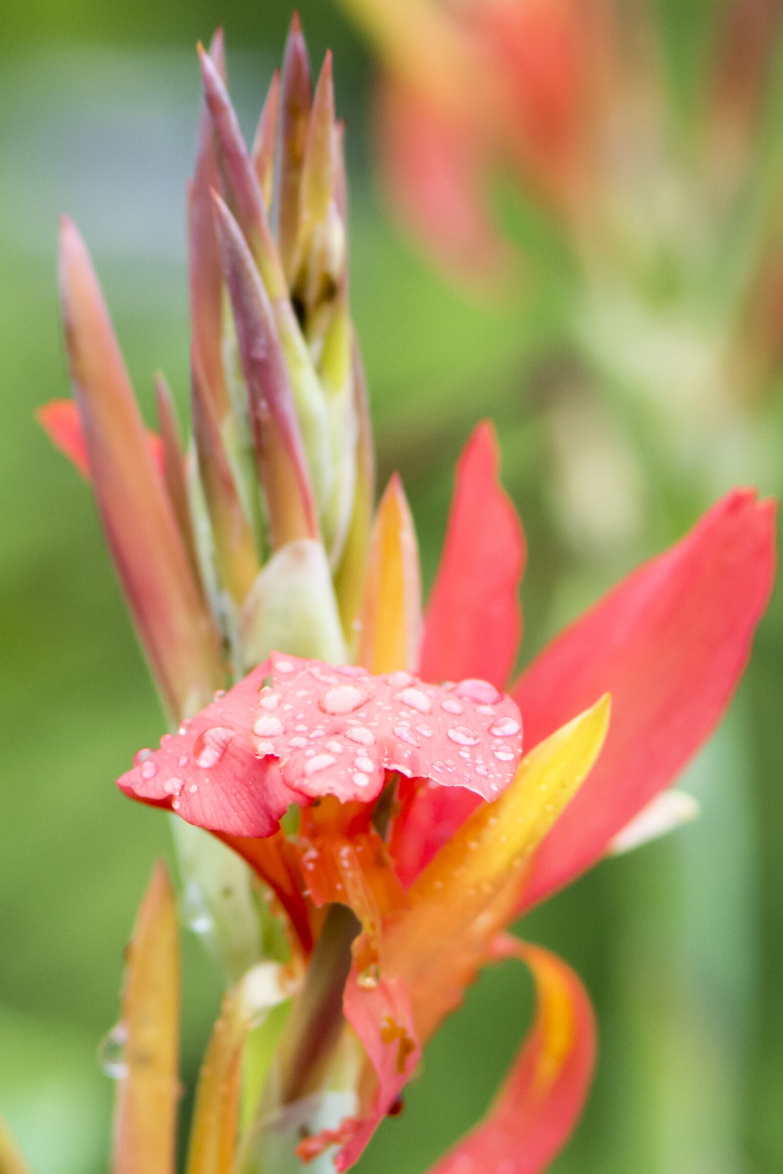 Nikon D7100 sample photo. Flower, green, red photography
