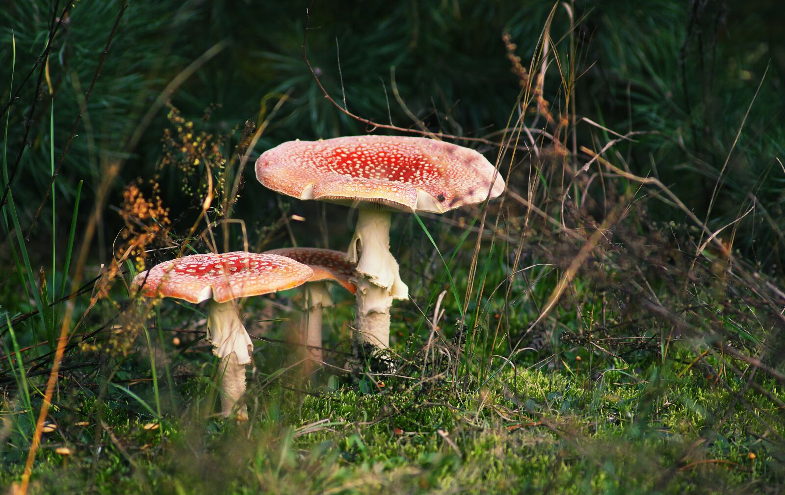 Canon EOS 50D sample photo. Amanita, mushroom, fly agaric photography