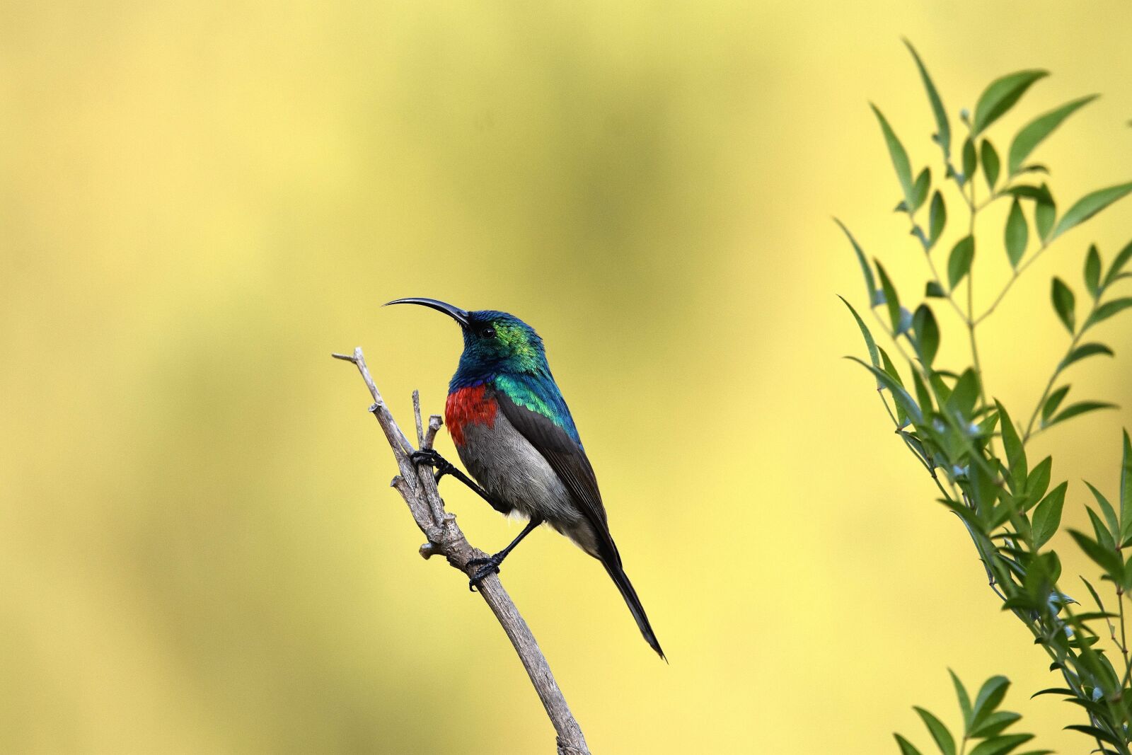 Nikon D3400 sample photo. Bird, sunbird, nature photography