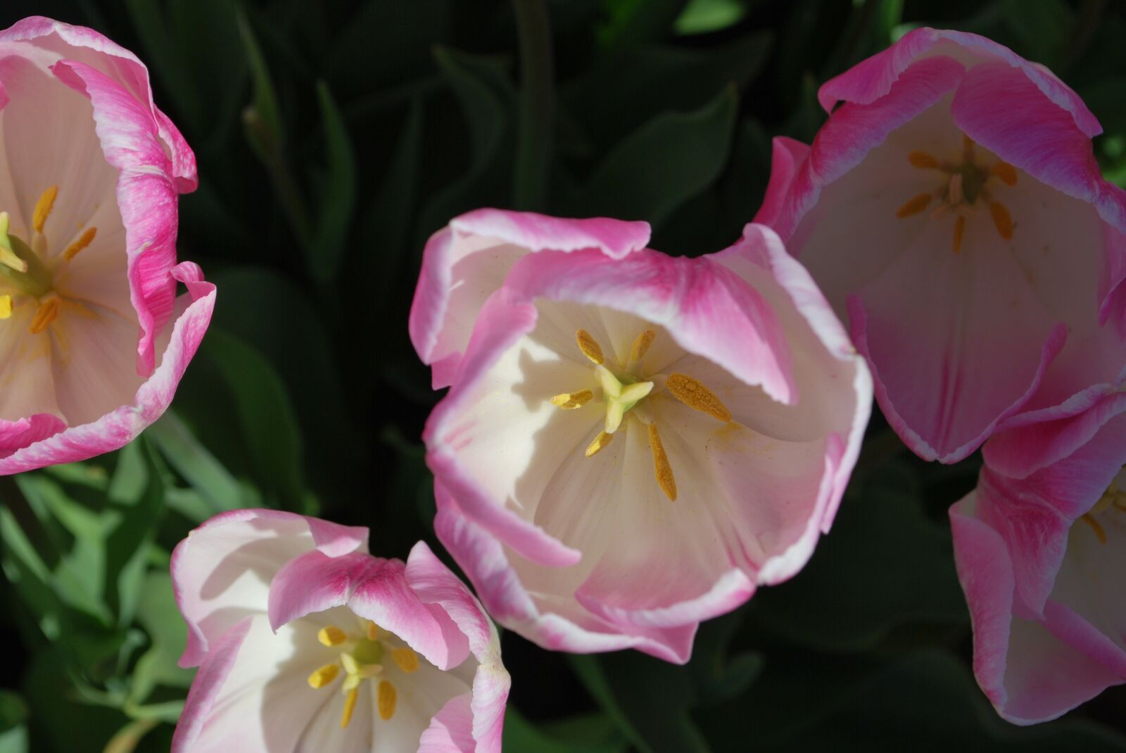 Nikon D60 sample photo. Tulip, spring, bloom photography