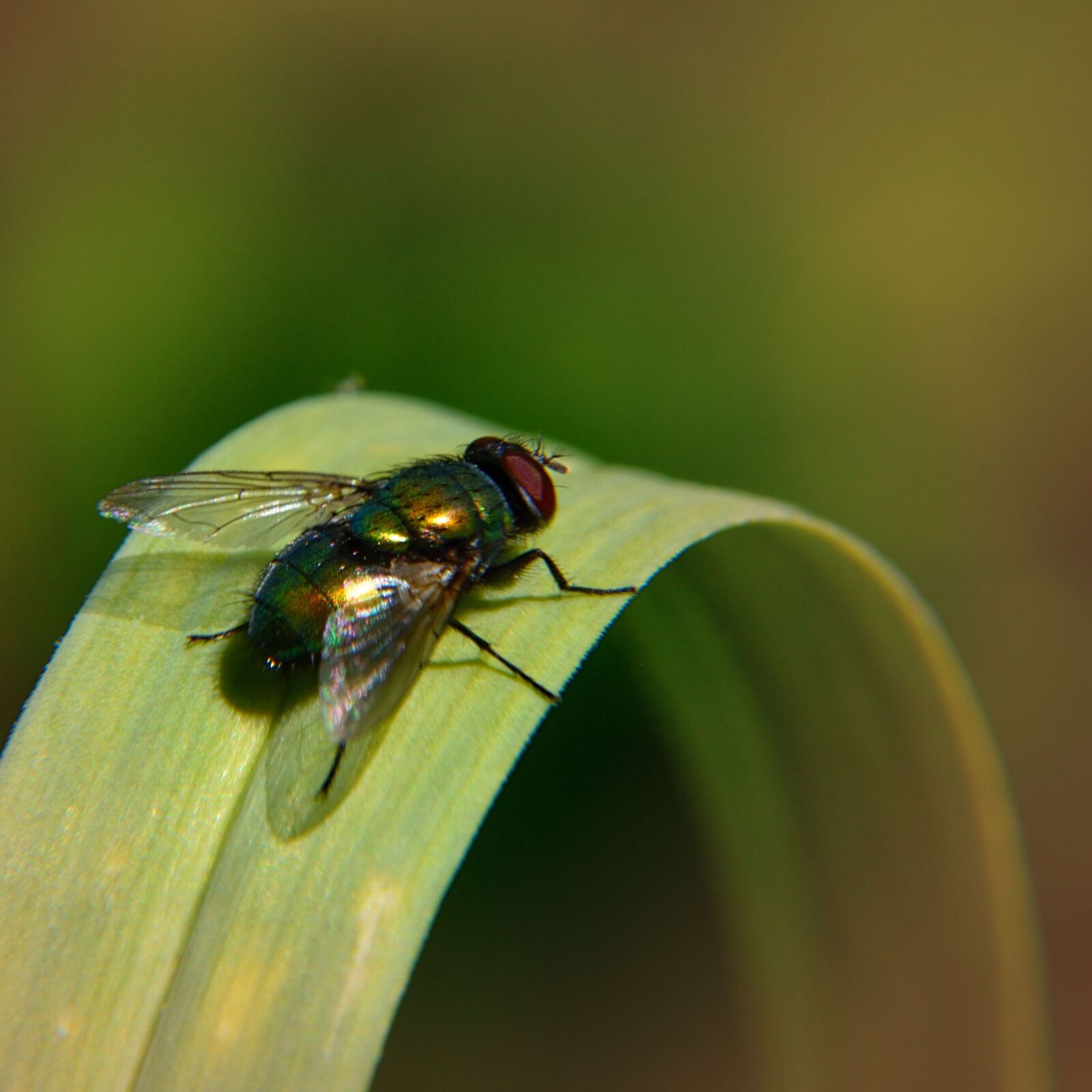 Nikon D5500 sample photo. Fly, grass, nature photography