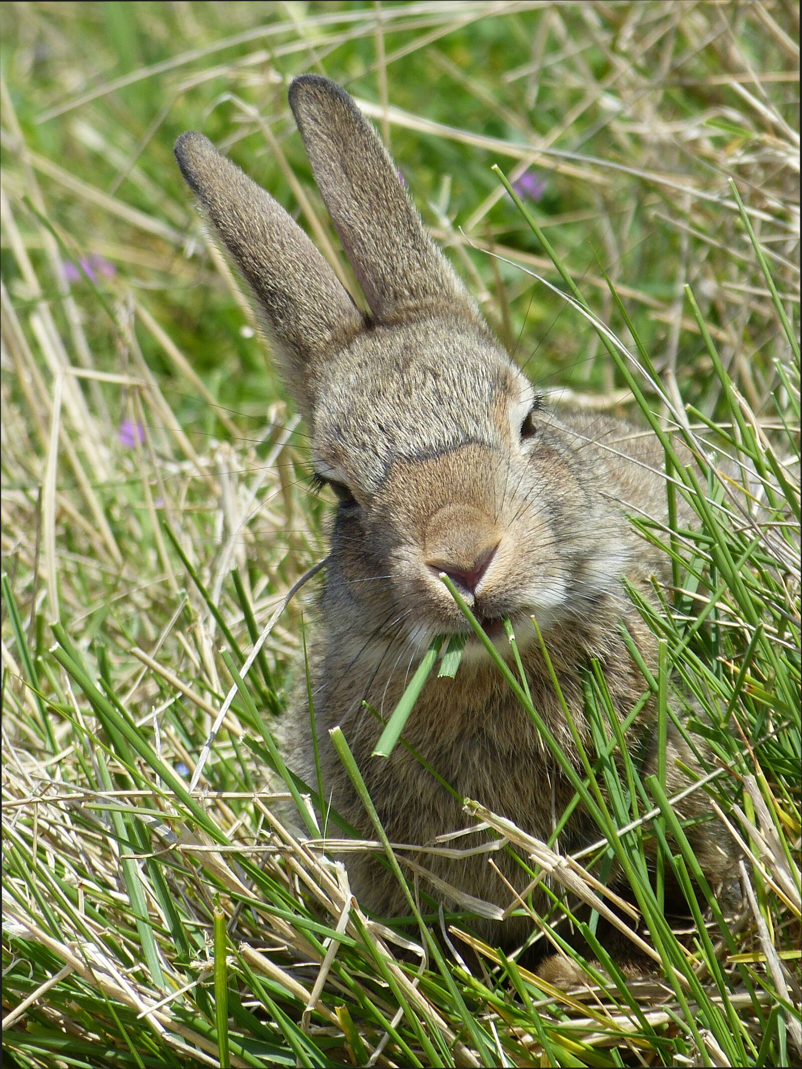 Panasonic Lumix DMC-FZ150 sample photo. Wild rabbits, rabbit, nager photography