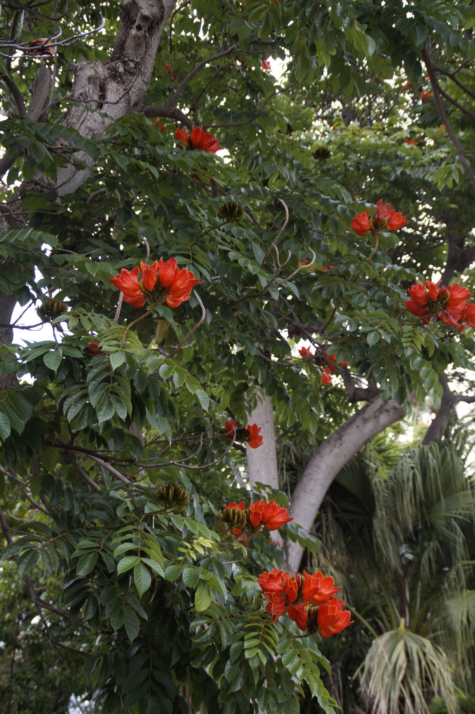 Sony SLT-A58 sample photo. Tulip tree, exotic, exot photography
