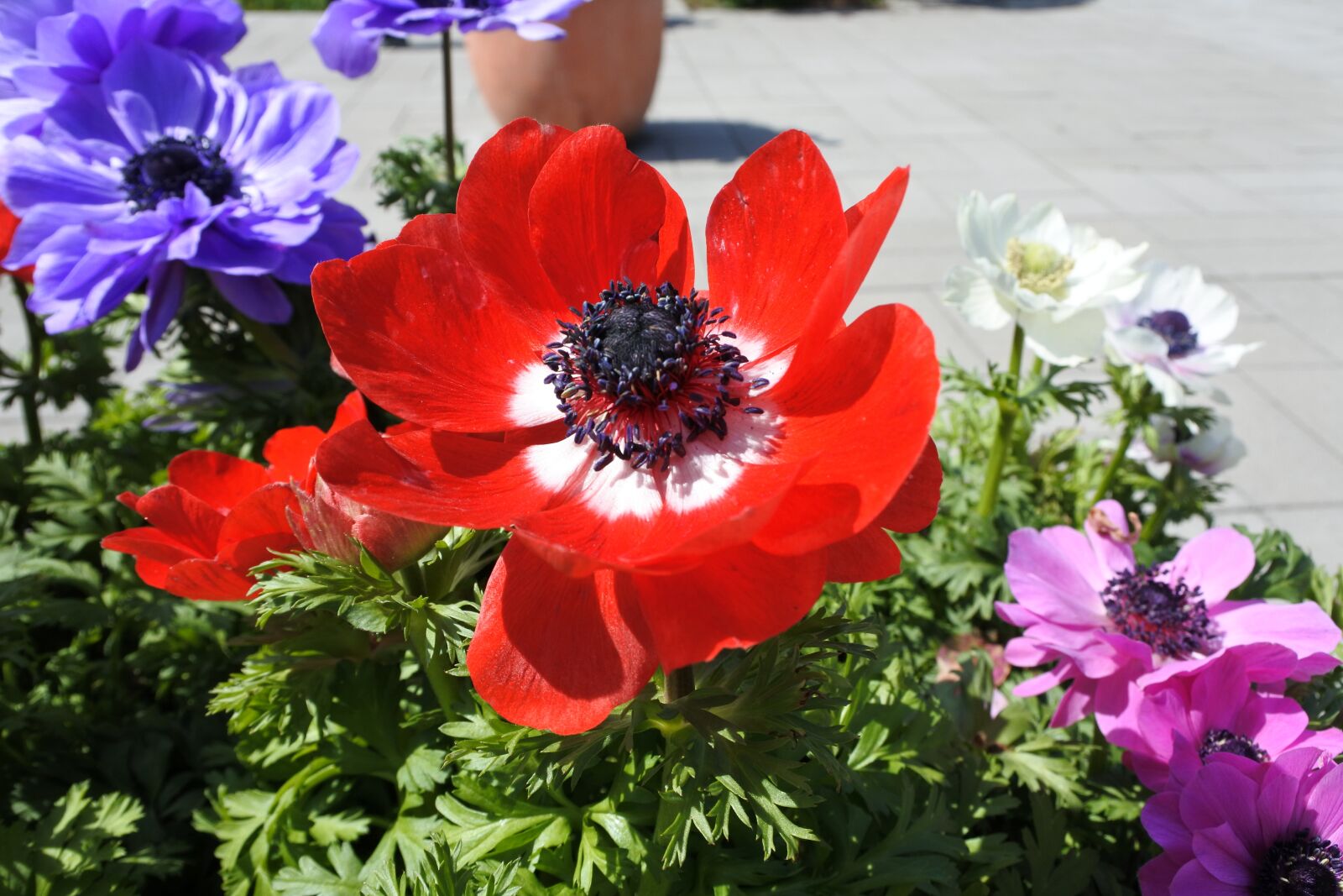 Nikon 1 J5 sample photo. Suncheon bay, flowers, the photography