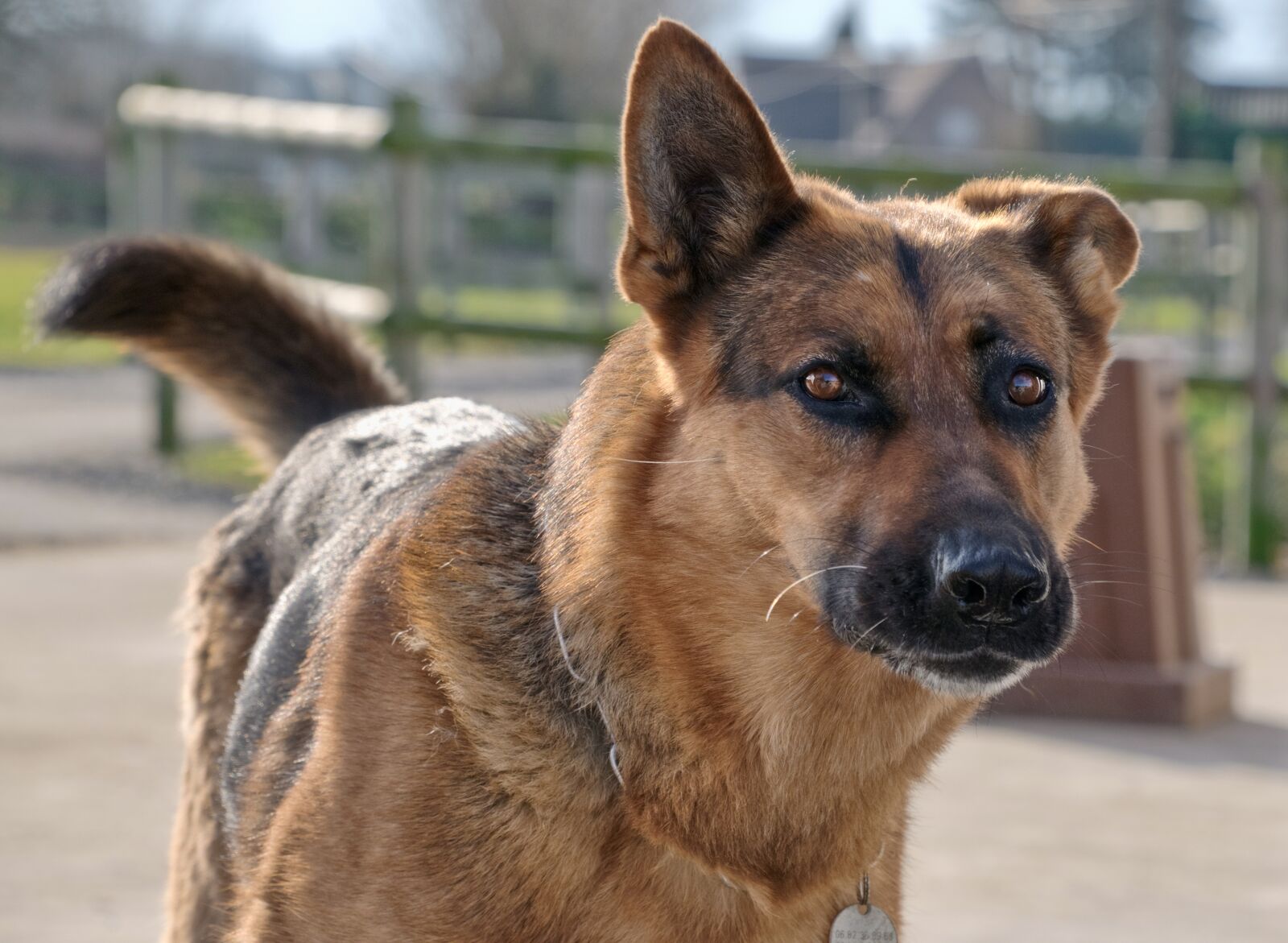 Nikon D300 sample photo. Dog, german shepherd, domestic photography