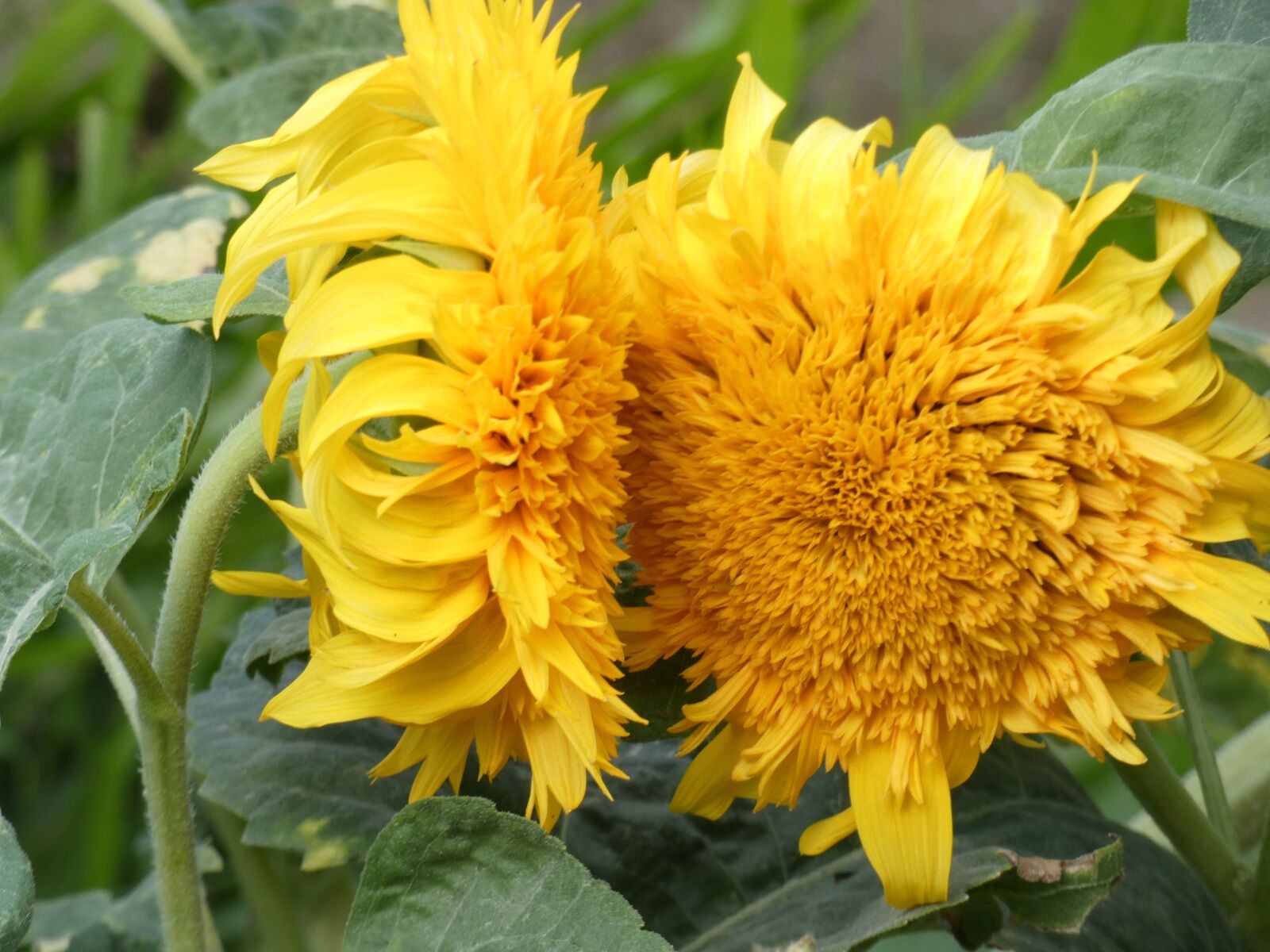Panasonic Lumix DC-FZ80 (Lumix DC-FZ82) sample photo. Sunflower, h lianthus, yellow photography