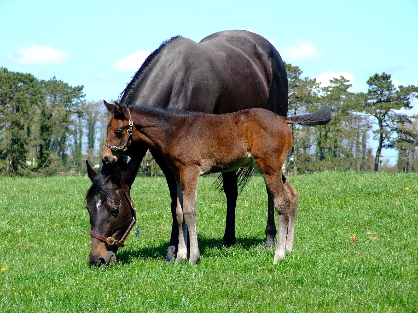 Fujifilm FinePix S6500fd sample photo. Mare, foal, horse photography