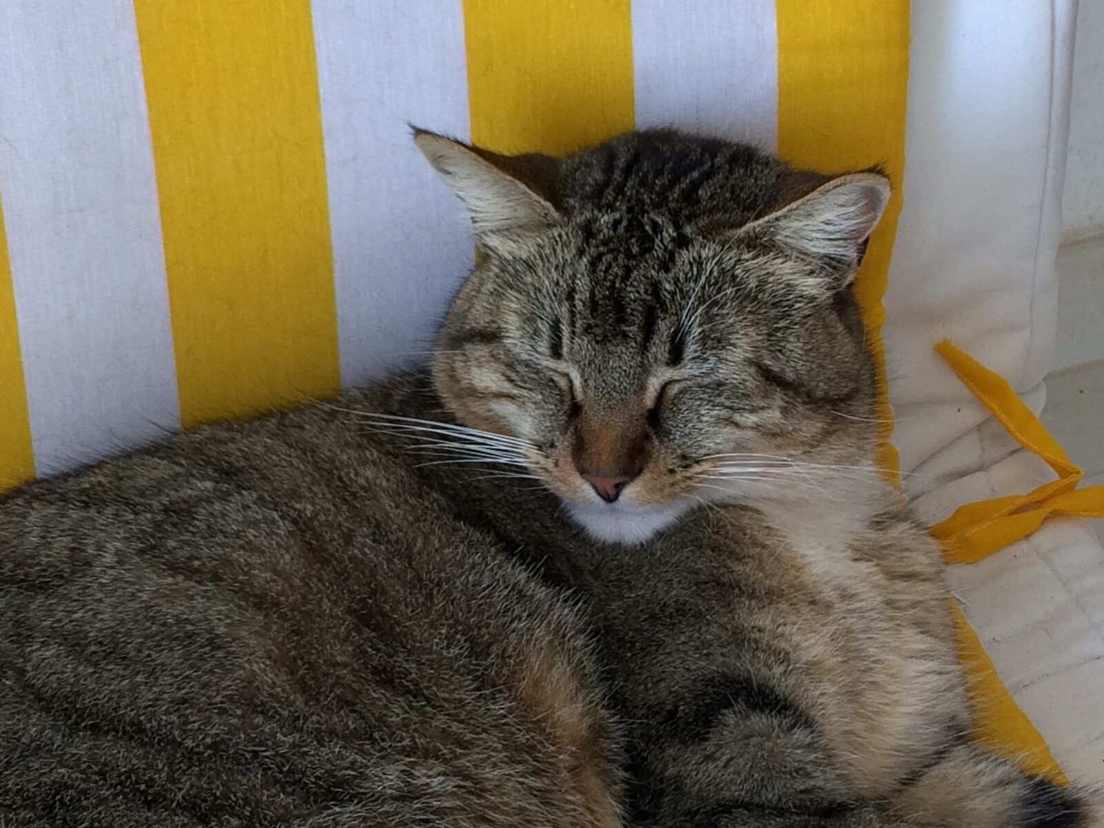 iPhone 5s back camera 4.15mm f/2.2 sample photo. Cat, tabby, sleepy photography
