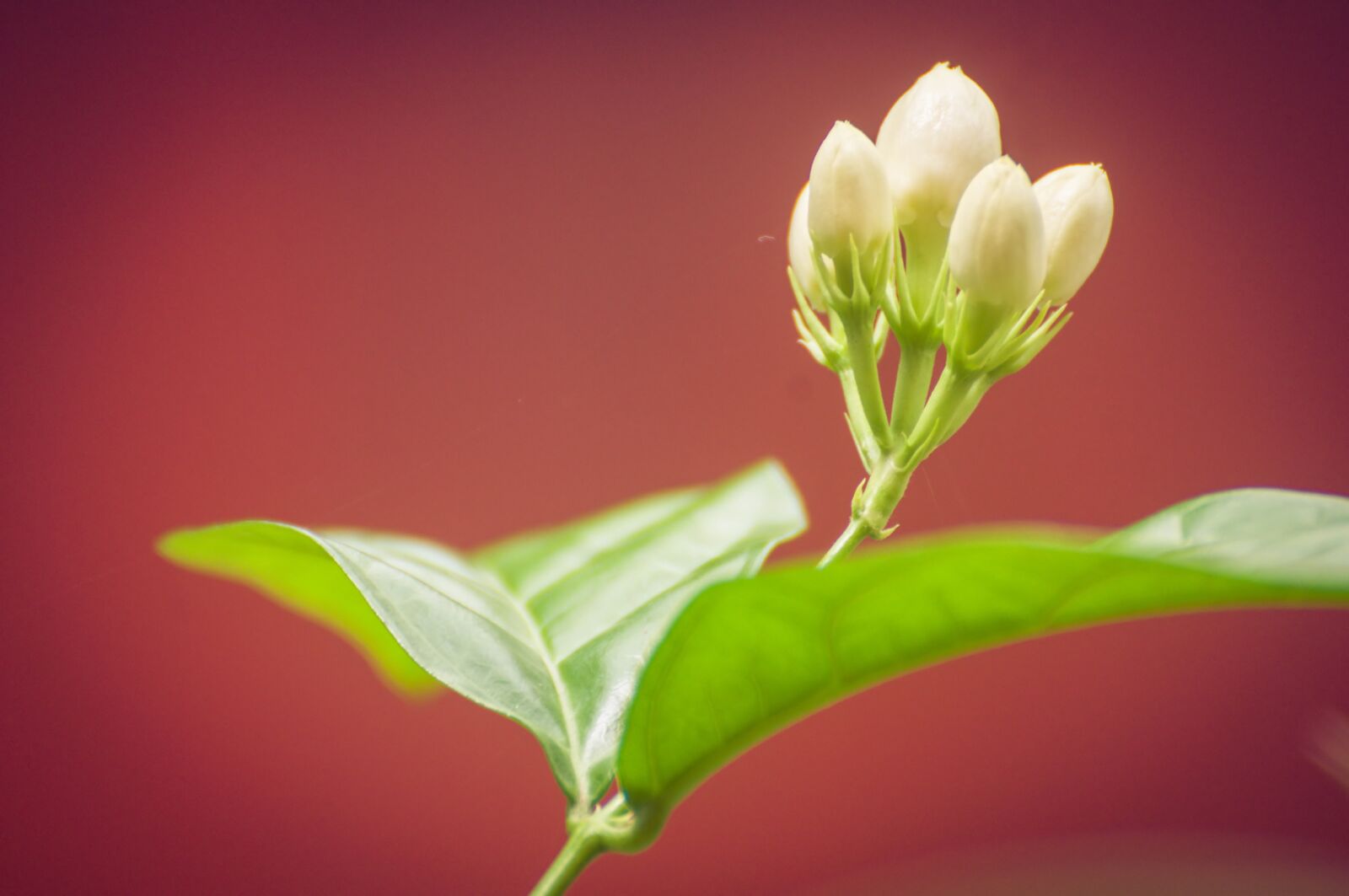 Nikon D90 sample photo. Flower bud, bud, white photography