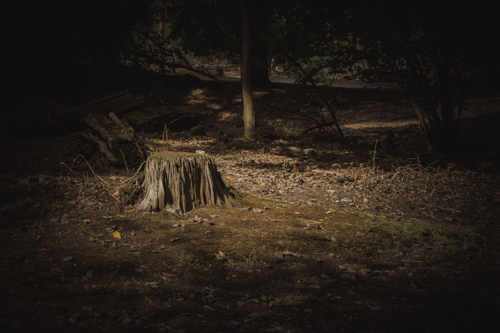 Canon EF 70-200mm F2.8L IS II USM sample photo. Abandoned, beautiful, brownsea, island photography