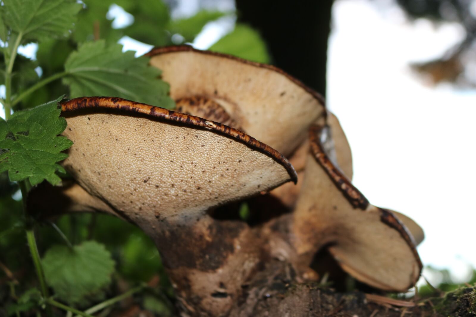 Canon EOS 750D (EOS Rebel T6i / EOS Kiss X8i) sample photo. Mushroom, mushrooms, nature photography