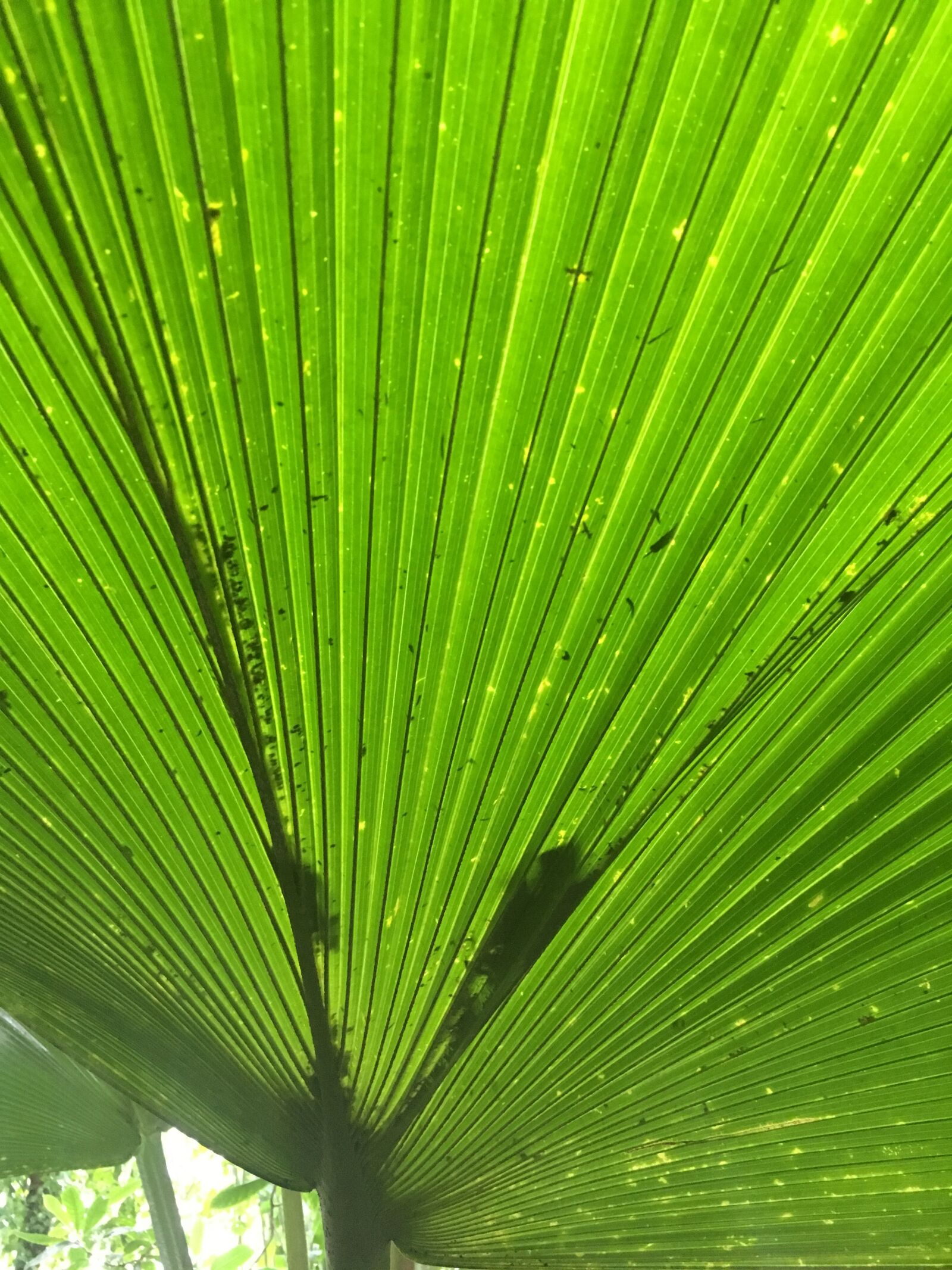 iPhone SE back camera 4.15mm f/2.2 sample photo. Palm, leaf, green photography