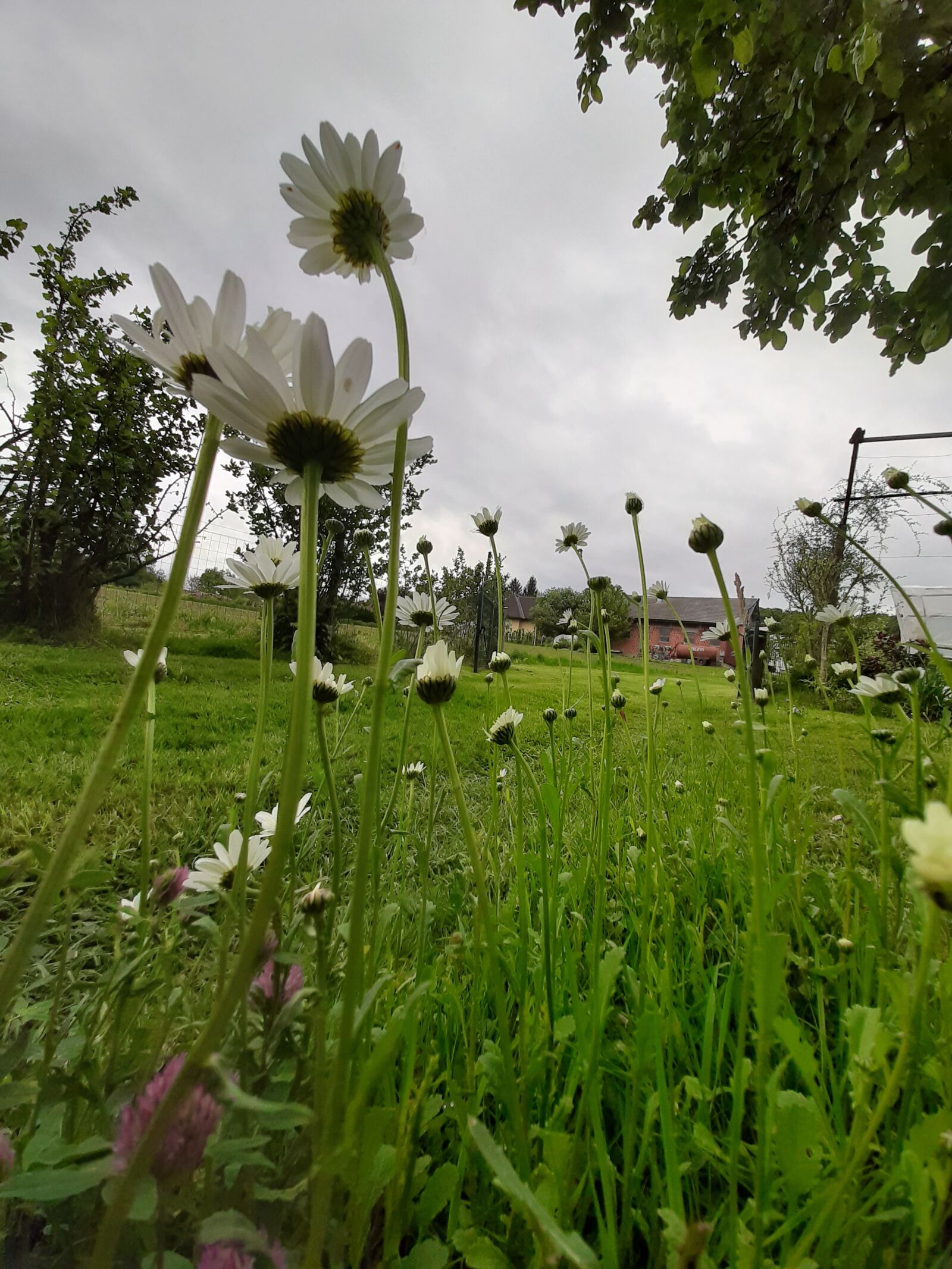 Samsung Galaxy A50 sample photo. Daisy, white, flowers photography