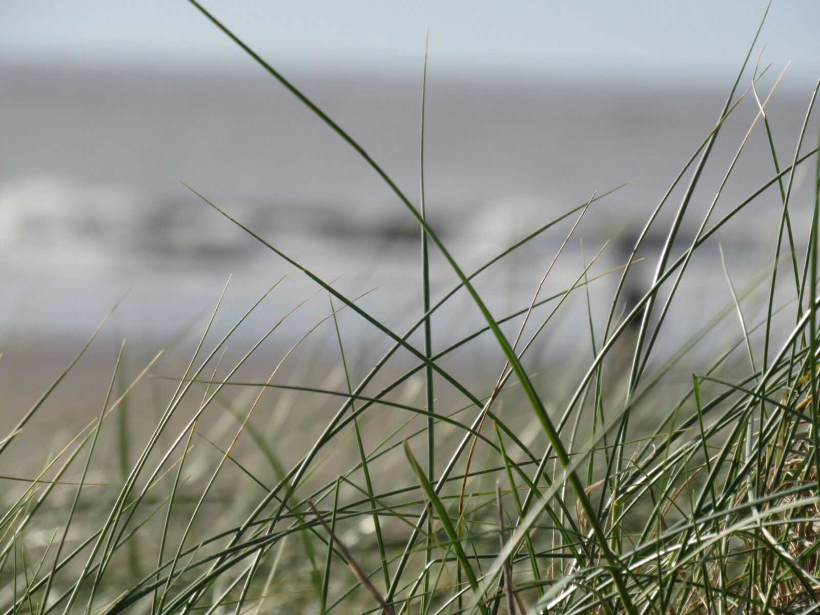 Canon PowerShot SX530 HS sample photo. Nature, grass, dune photography