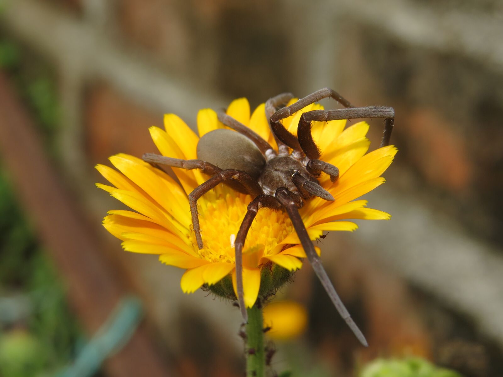 Canon PowerShot SX50 HS sample photo. Nature, insect, spider photography