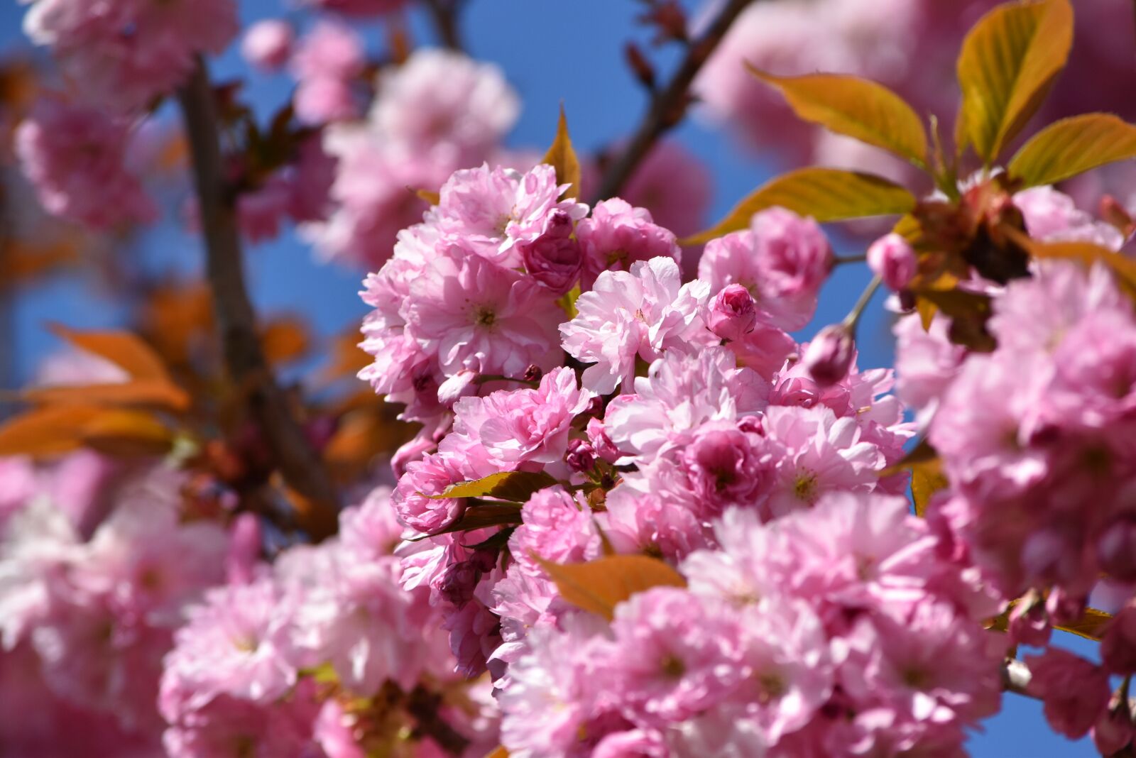 Nikon D5500 sample photo. Blossom, bloom, pink photography