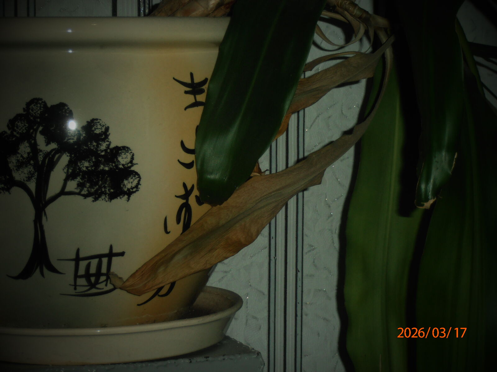 Olympus VR320,D725 sample photo