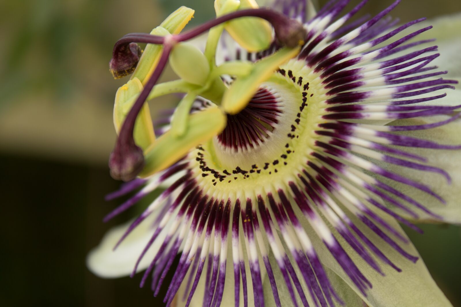 Canon EOS 1300D (EOS Rebel T6 / EOS Kiss X80) sample photo. Passionflower, stamens, petals photography