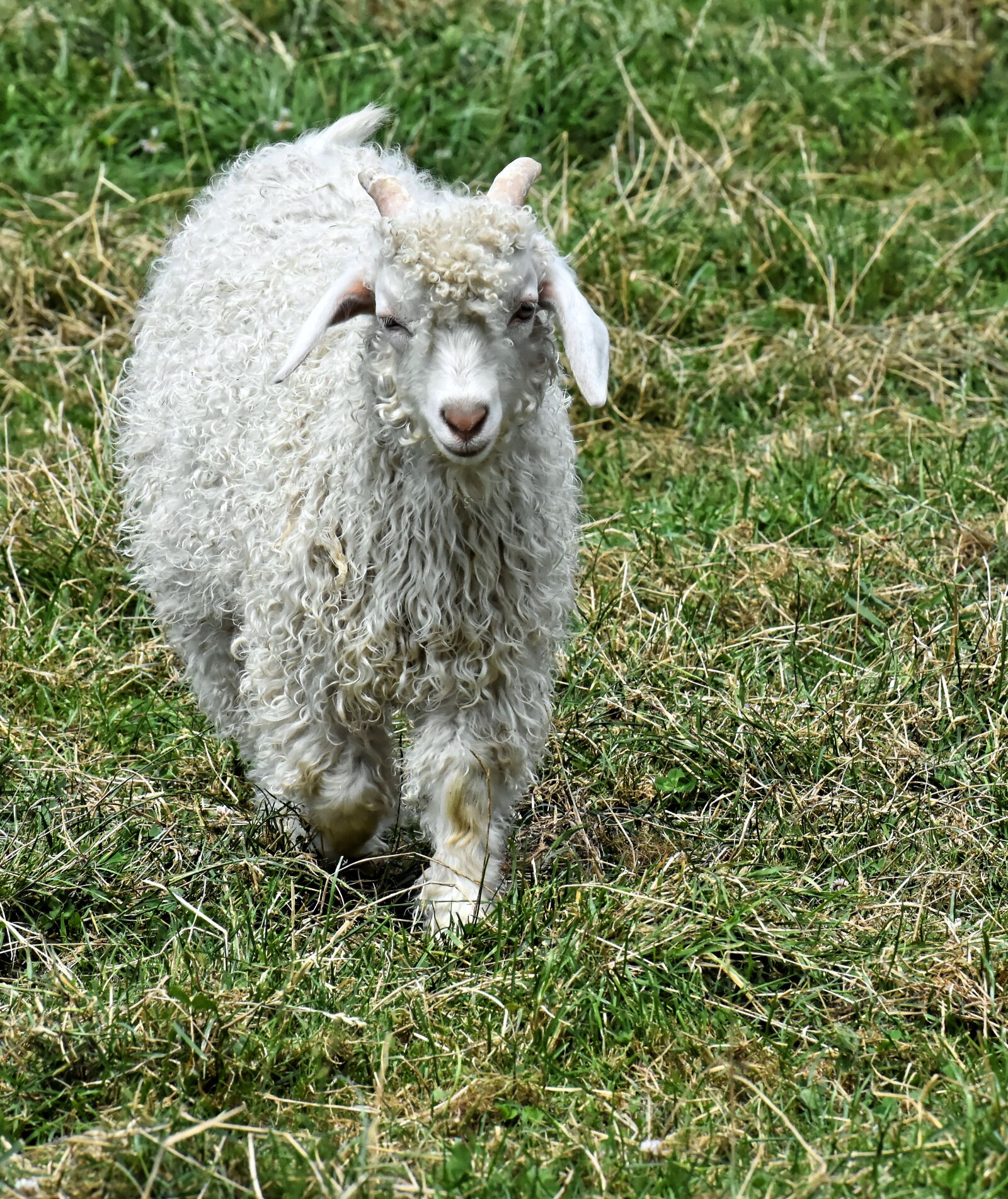Nikon D7200 sample photo. Billy goat, cashmere goat photography