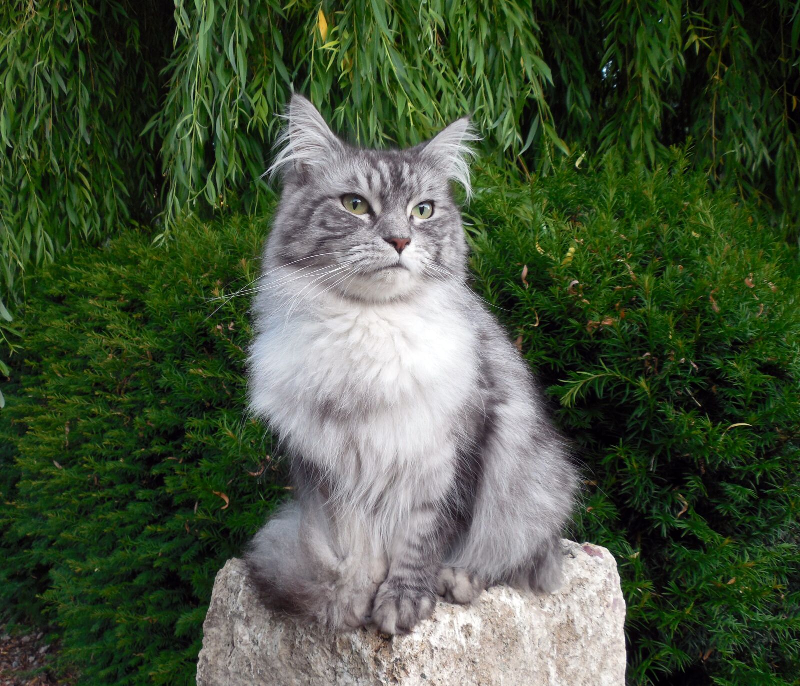 Nikon COOLPIX L620 sample photo. Cat, cat fur, fur photography