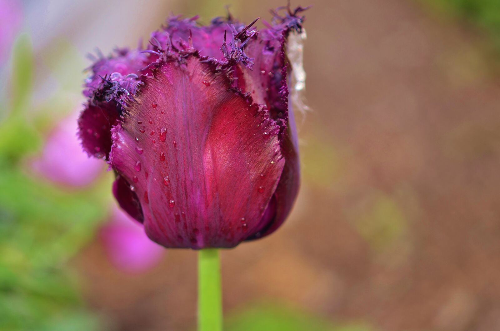 Nikon D7000 sample photo. Tulip, flower, spring photography