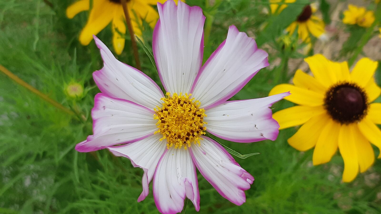 Samsung Galaxy A8(2018) sample photo. Cosmos, autumn, flowers photography