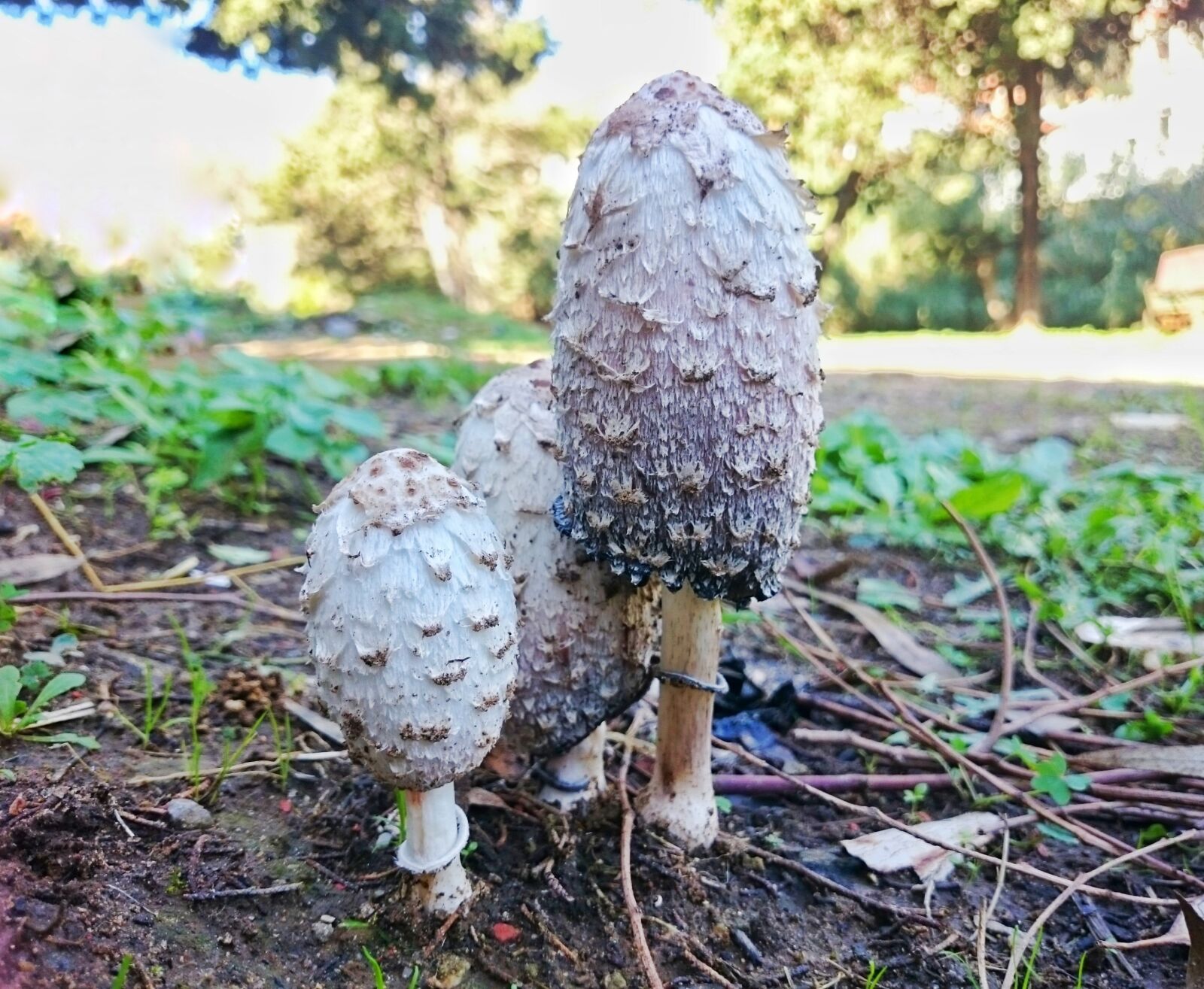 Sony Xperia Z1 sample photo. Mushrooms, sun, algeria photography