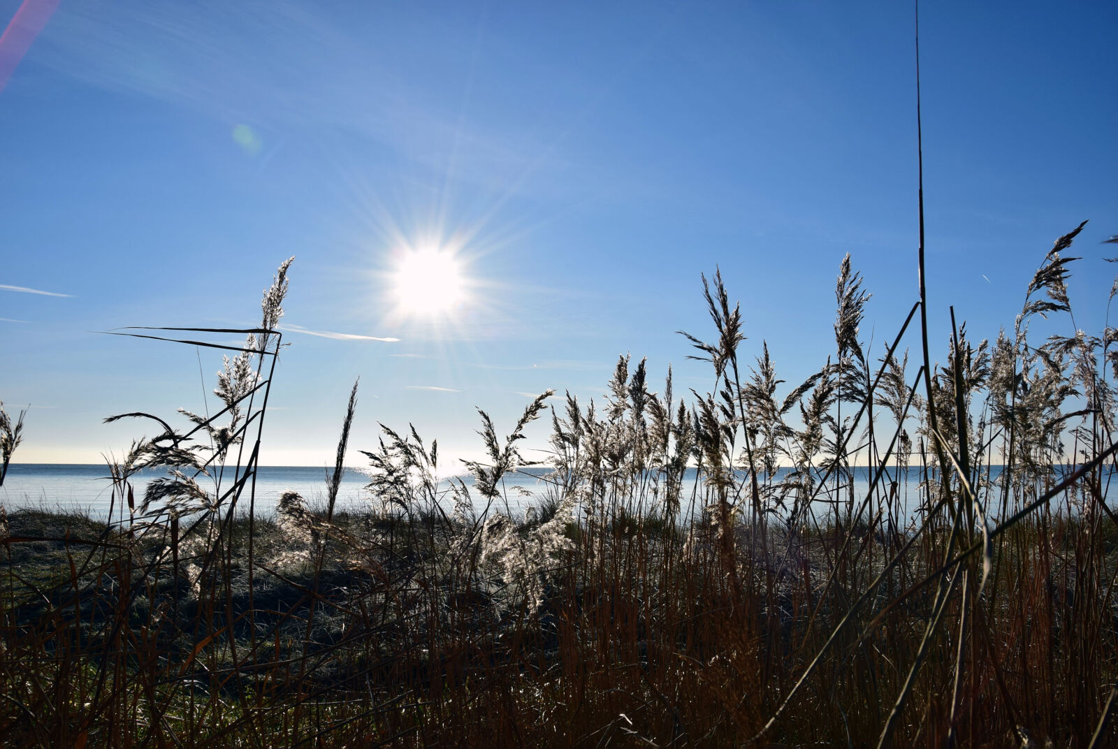 Nikon D5300 sample photo. Blue, sky, coast, reed photography