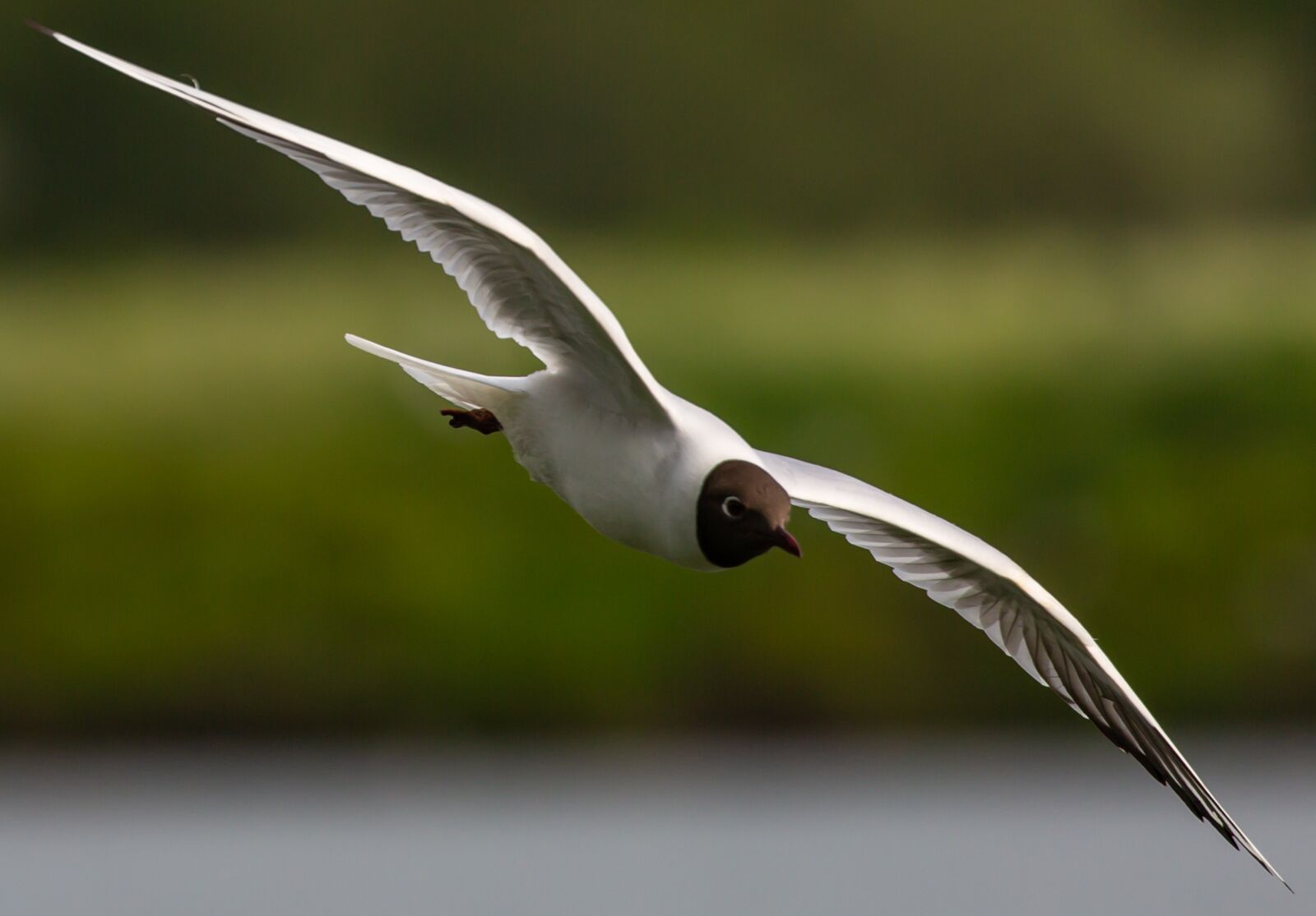 Canon EOS 5D Mark III sample photo. Black headed gull, summer photography