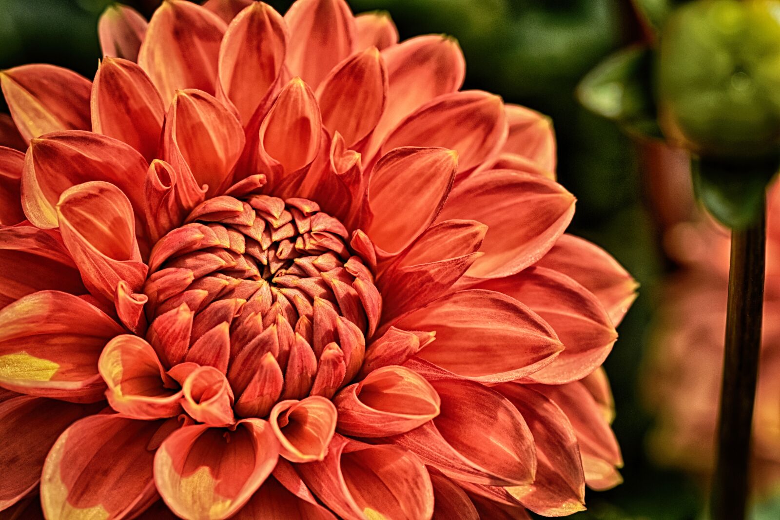 Nikon D7200 sample photo. Dahlia, plant, flower photography