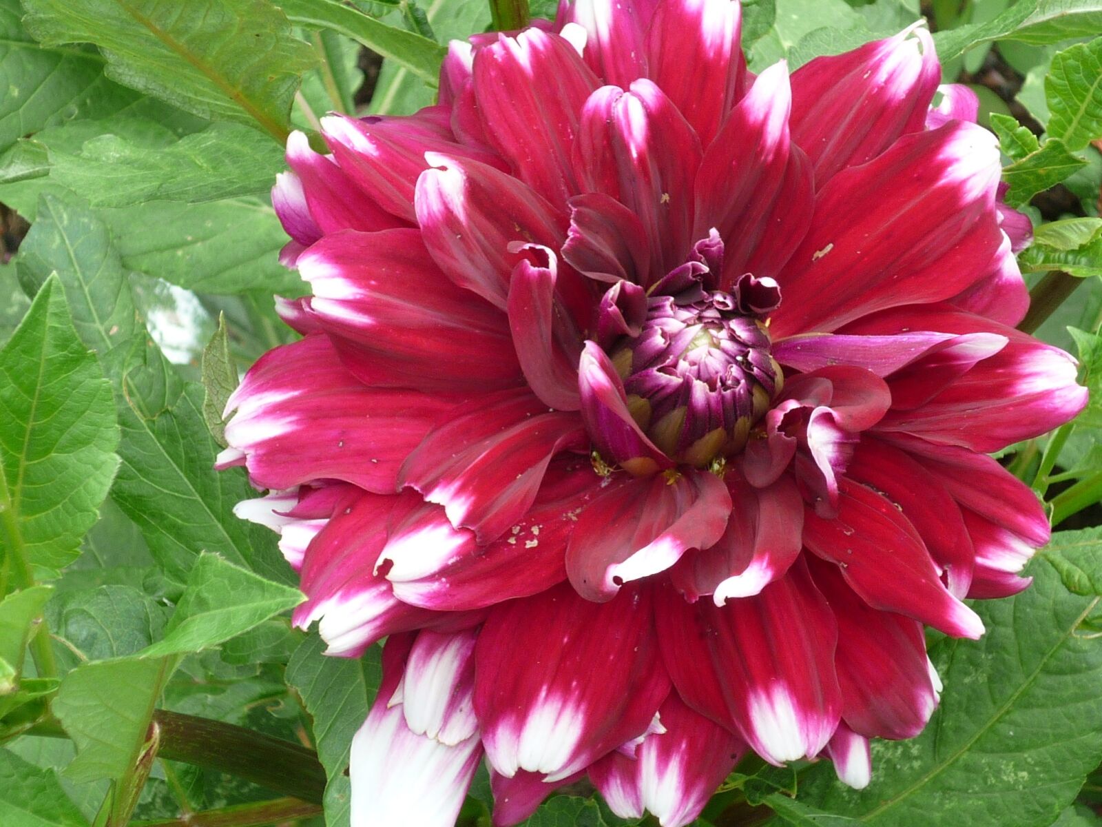 Panasonic Lumix DMC-FS6 sample photo. Flower, dahlia, nature photography