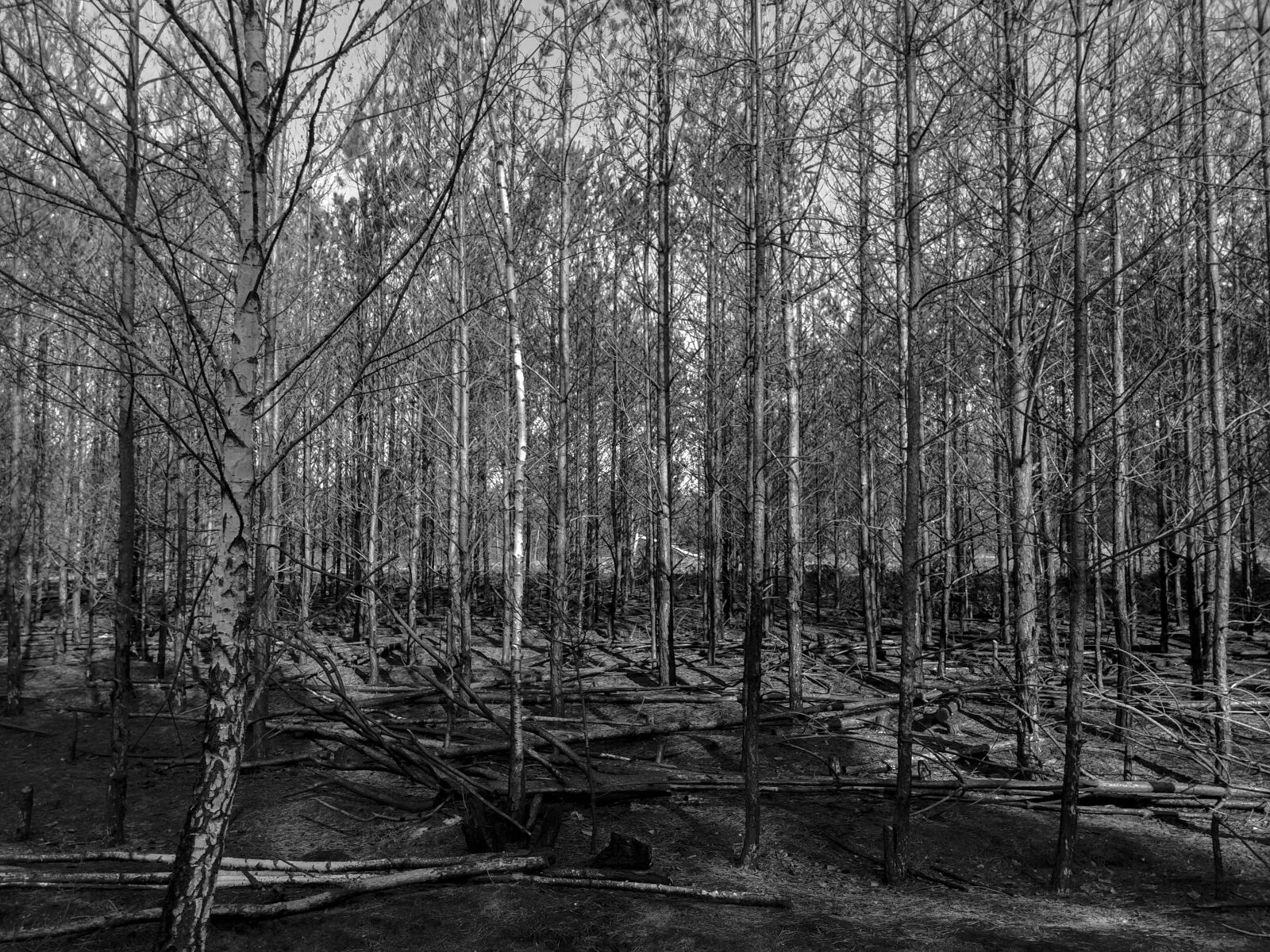 LG D855 sample photo. Forest, black and white photography