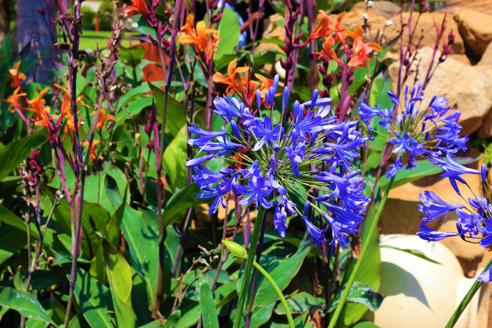 Canon EOS 100D (EOS Rebel SL1 / EOS Kiss X7) sample photo. Agapanthus, blossoms, flowers photography