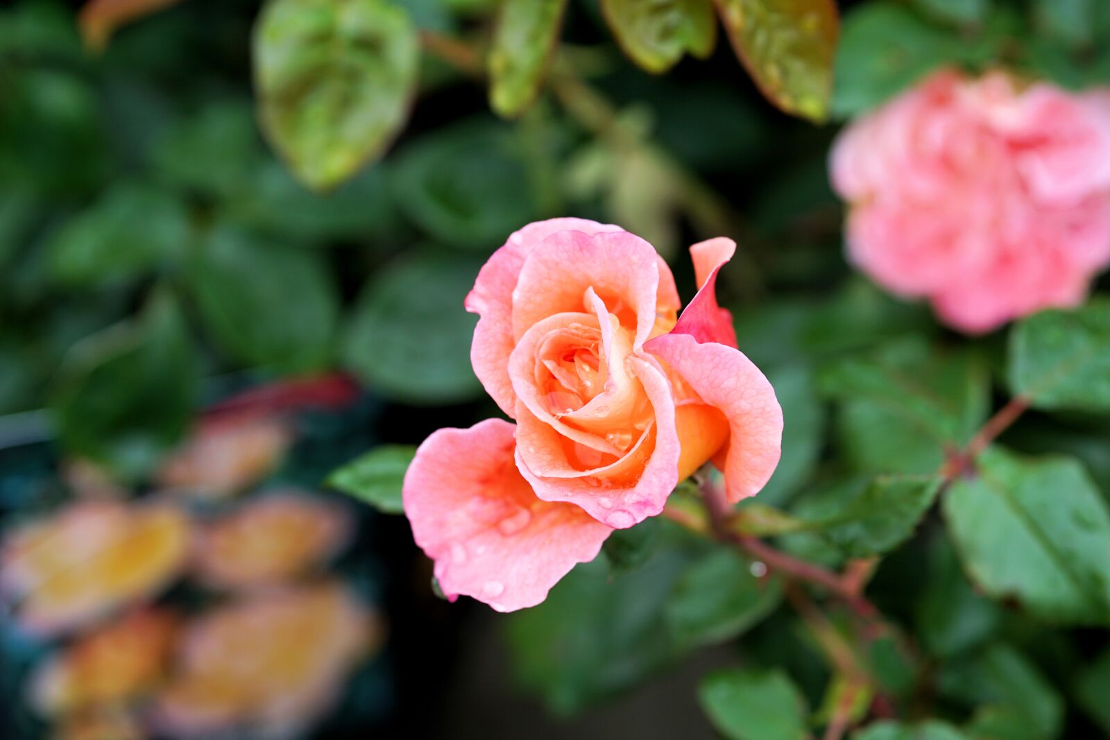 Sony a6000 + E 60mm F2.8 sample photo. Rose, flower, blossom photography